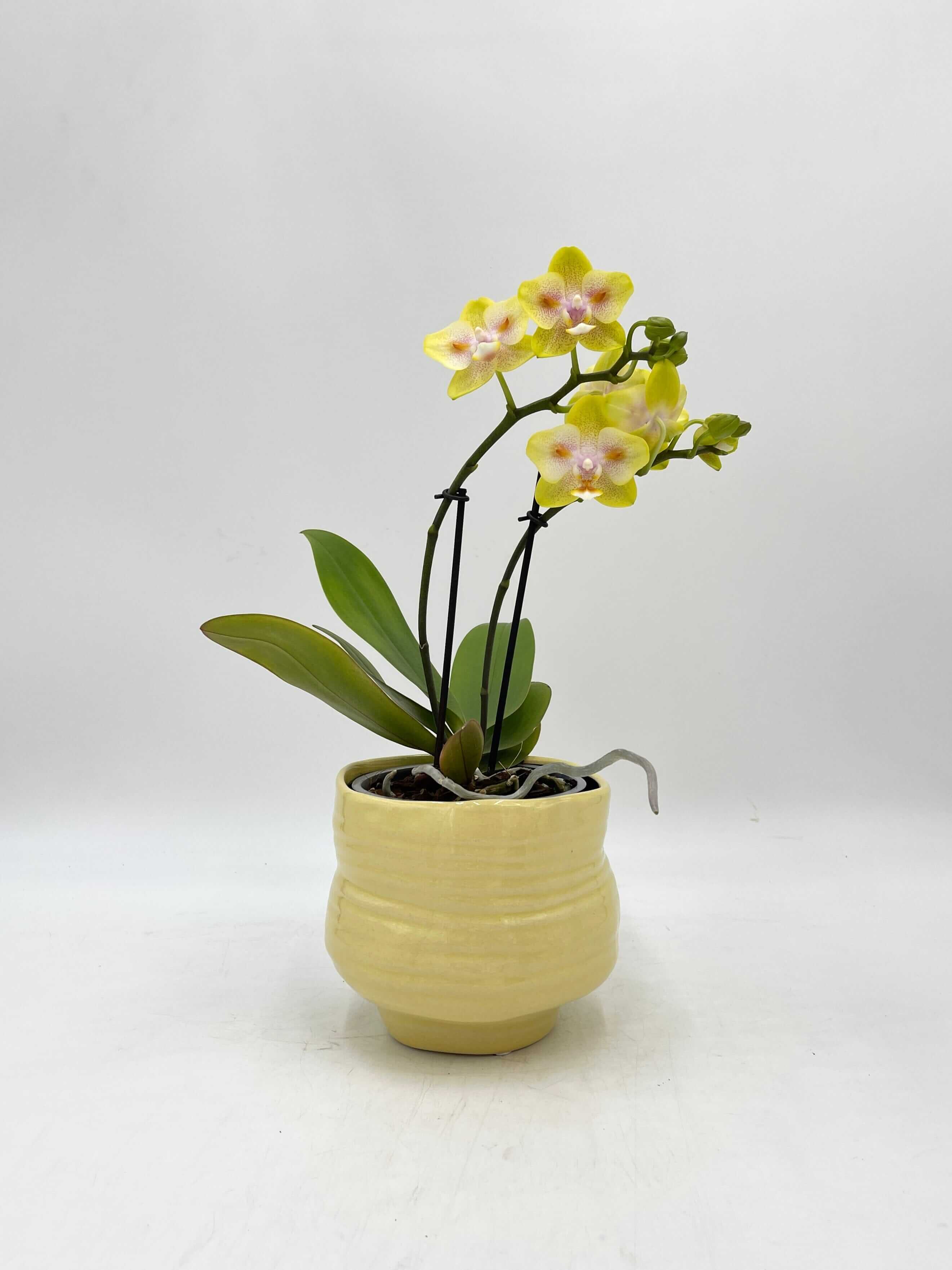 Phalaenopsis Yaphon Yellow Green Batman - Peloric