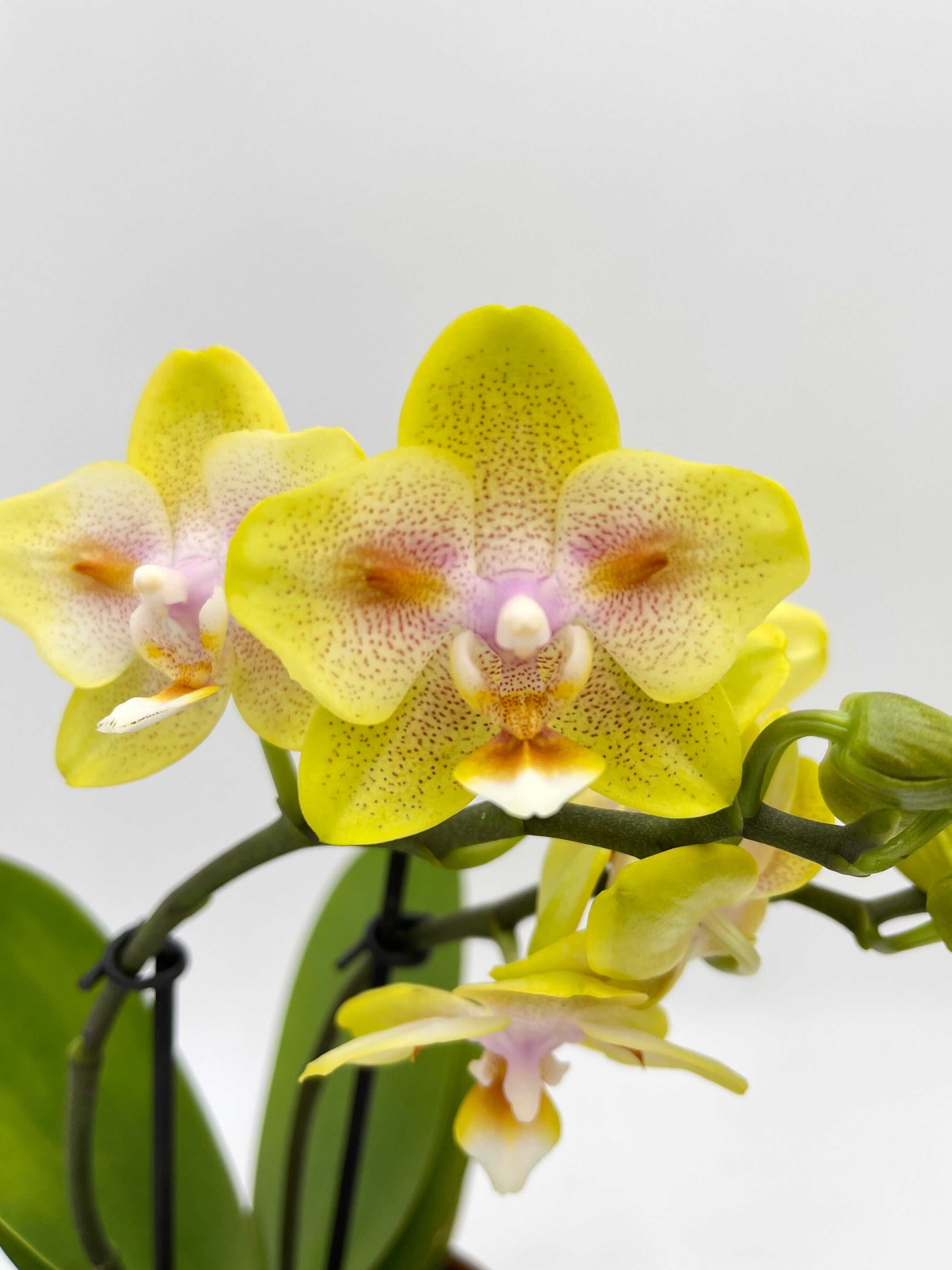 Phalaenopsis Yaphon Yellow Green Batman - Peloric