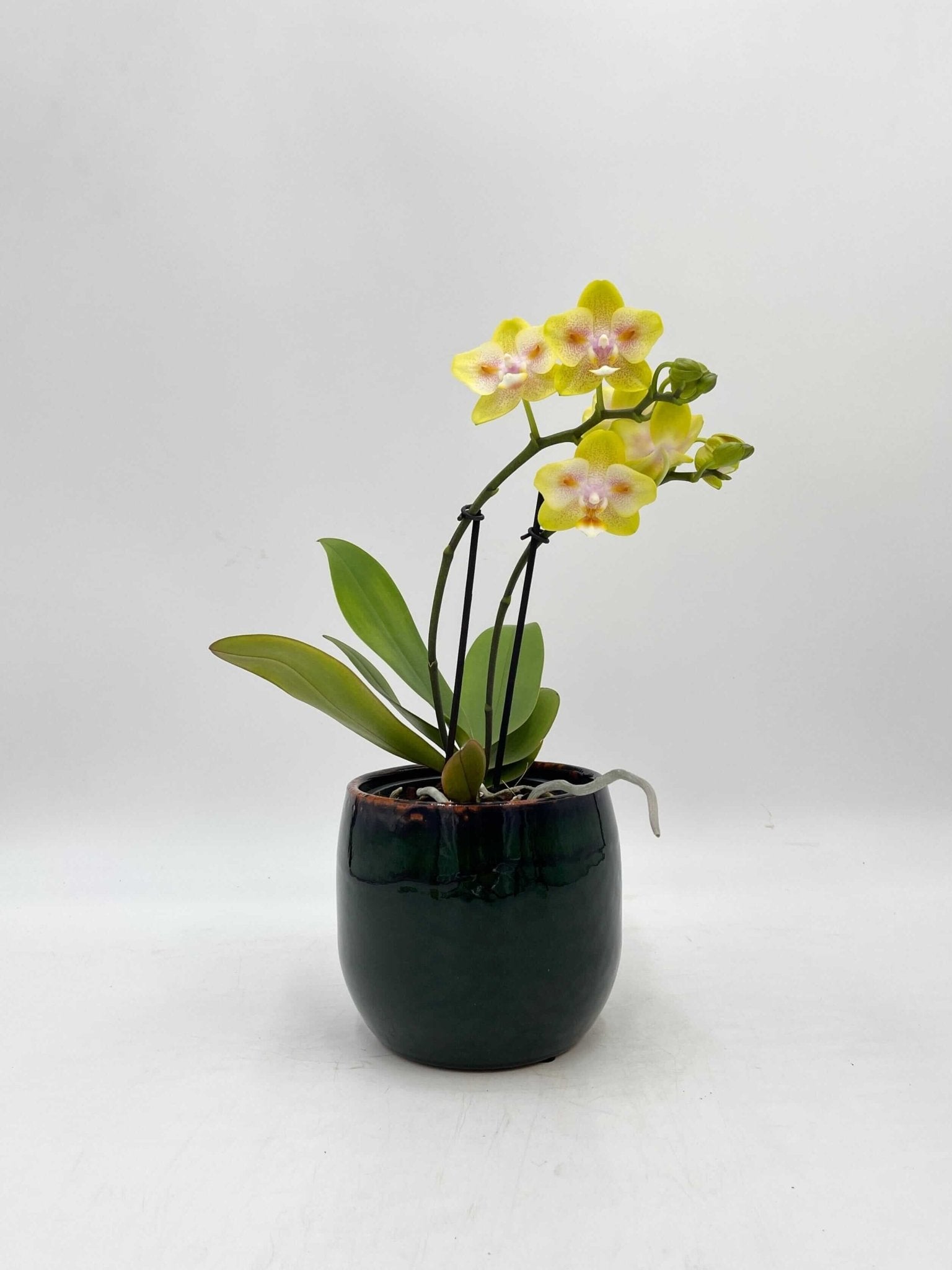 Phalaenopsis Yaphon Yellow Green Batman - Peloric