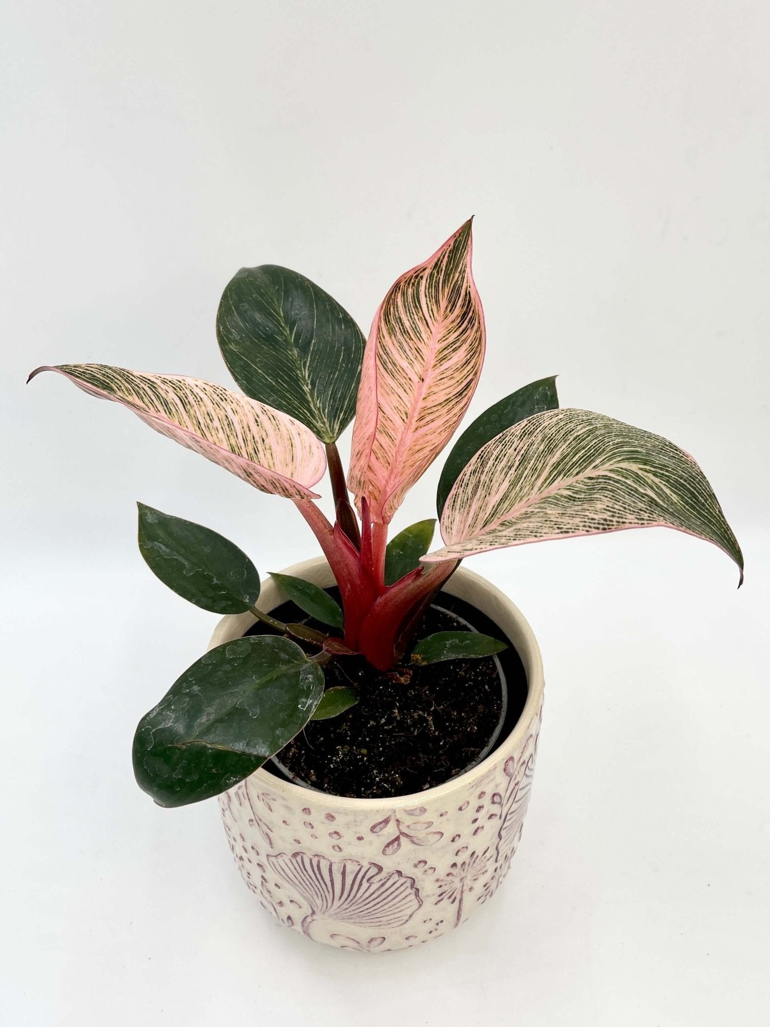 Philodendron Birkin Pink, 10cm Pot, Easy Care Rare House Plant