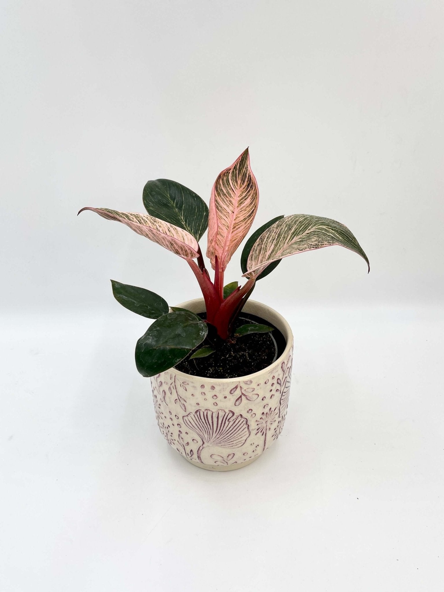 Philodendron Birkin Pink, 10cm Pot, Easy Care Rare House Plant