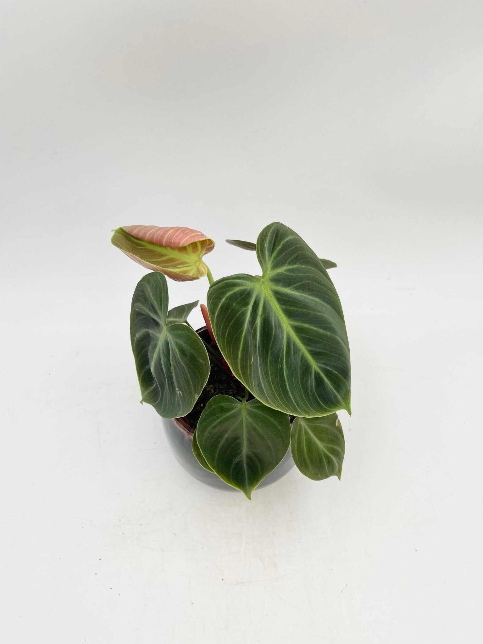 Philodendron El Choco Red, Rare Houseplant