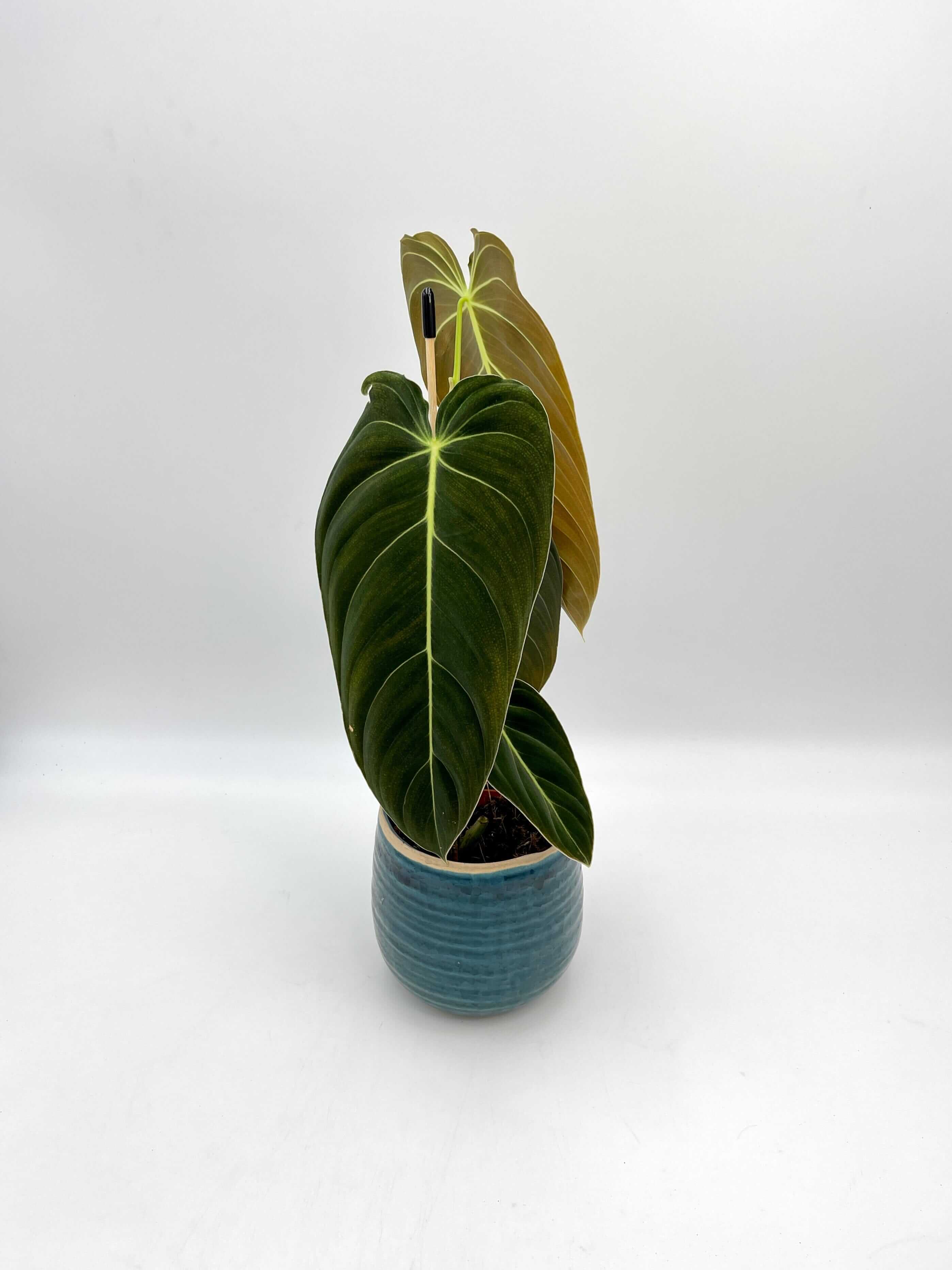 Philodendron Melanochrysum, Large Leaves