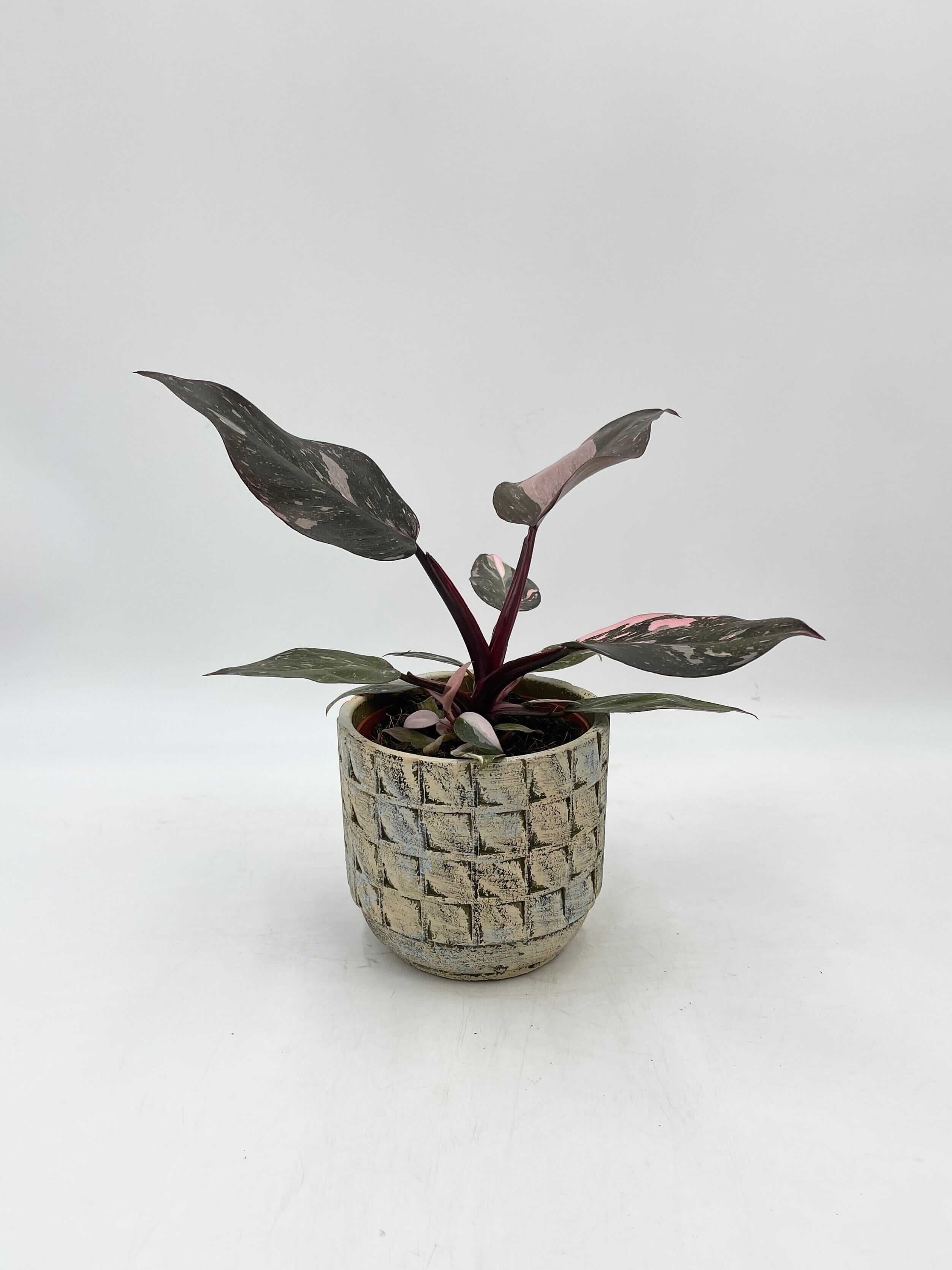 Philodendron Pink Princess Marble