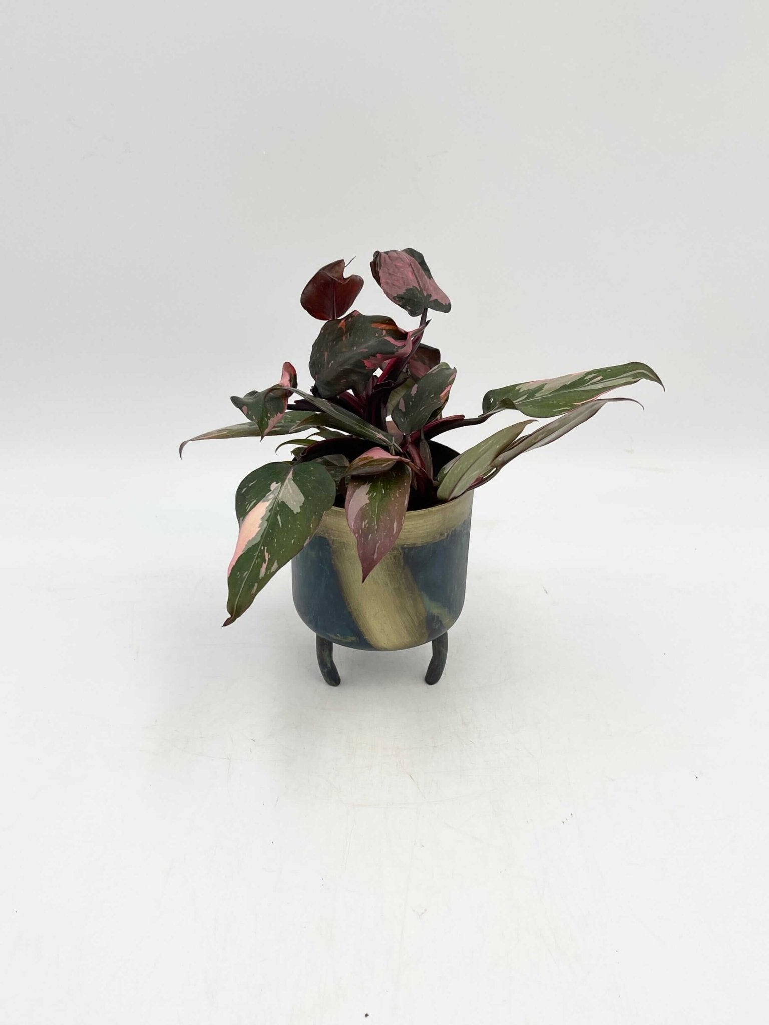 Philodendron Pink Princess 'Marble', Rare Houseplant