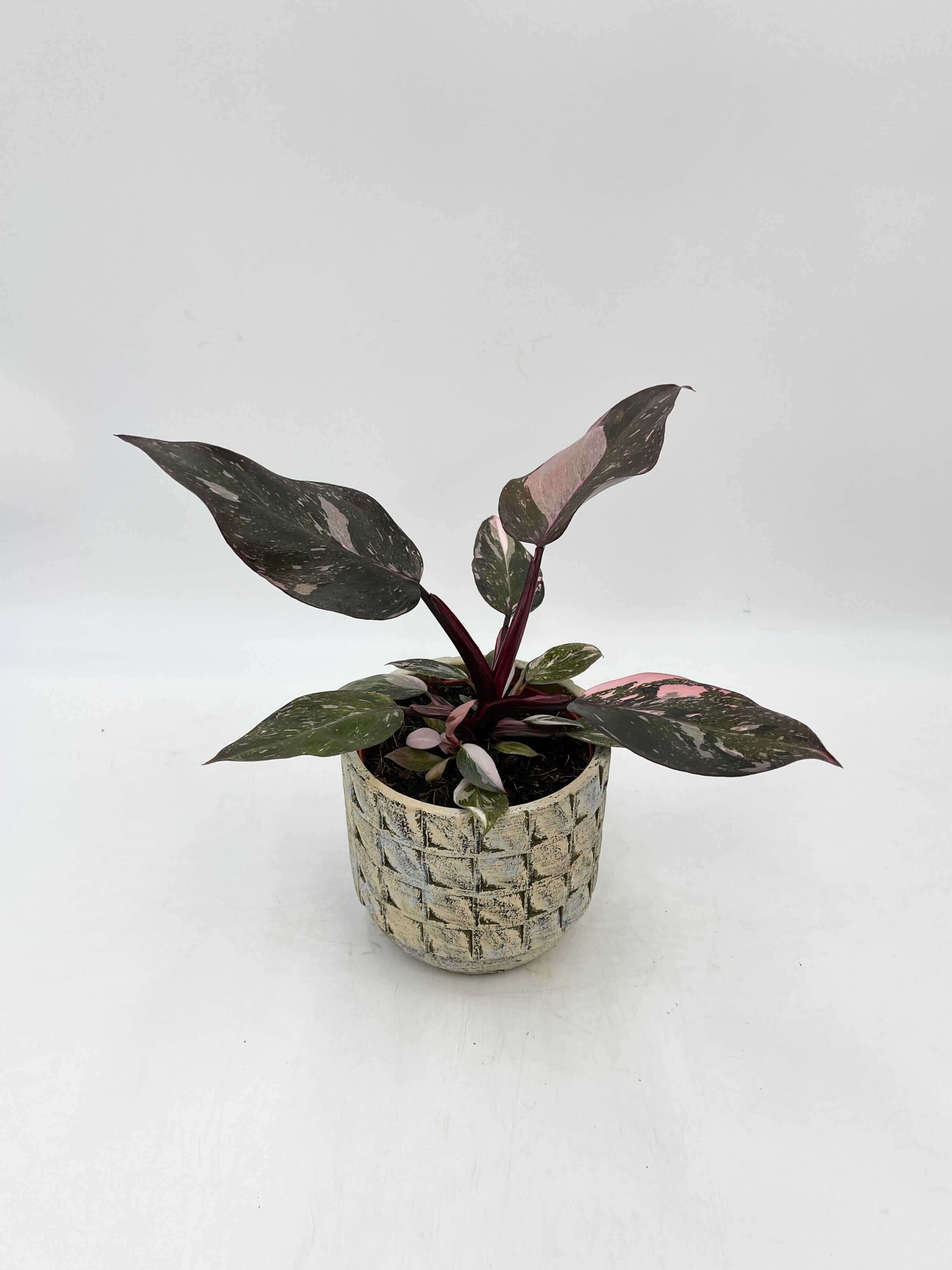 Philodendron Pink Princess 'Marble'