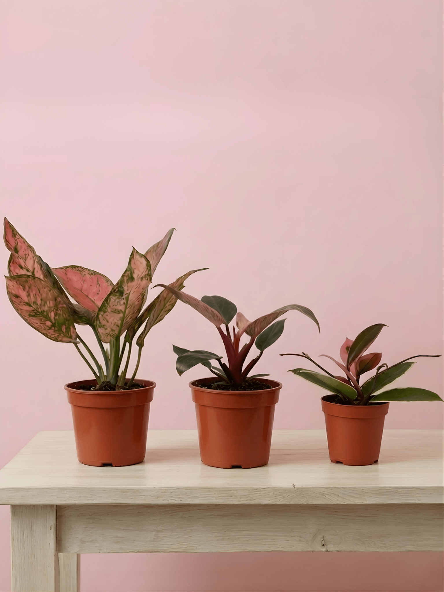 Pink Plant Bundle | Philodendron Birkin, Aglaonema Pink Star & Hoya Flamingo - Rebel Plants