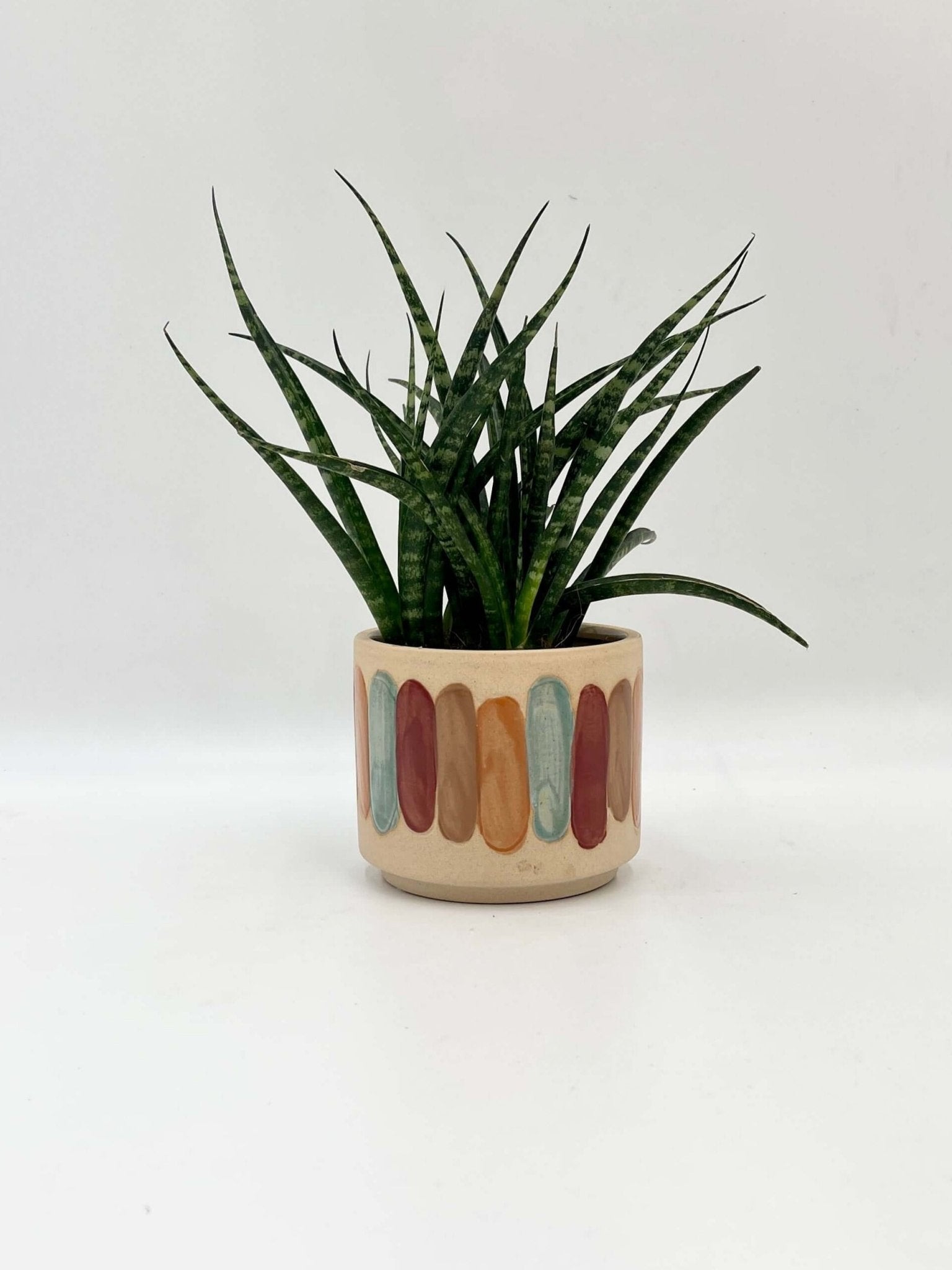 Sansevieria Fernwood Punk in Handmade Ceramic Pot | Snake Plant Gift | Air-Purifying Houseplant