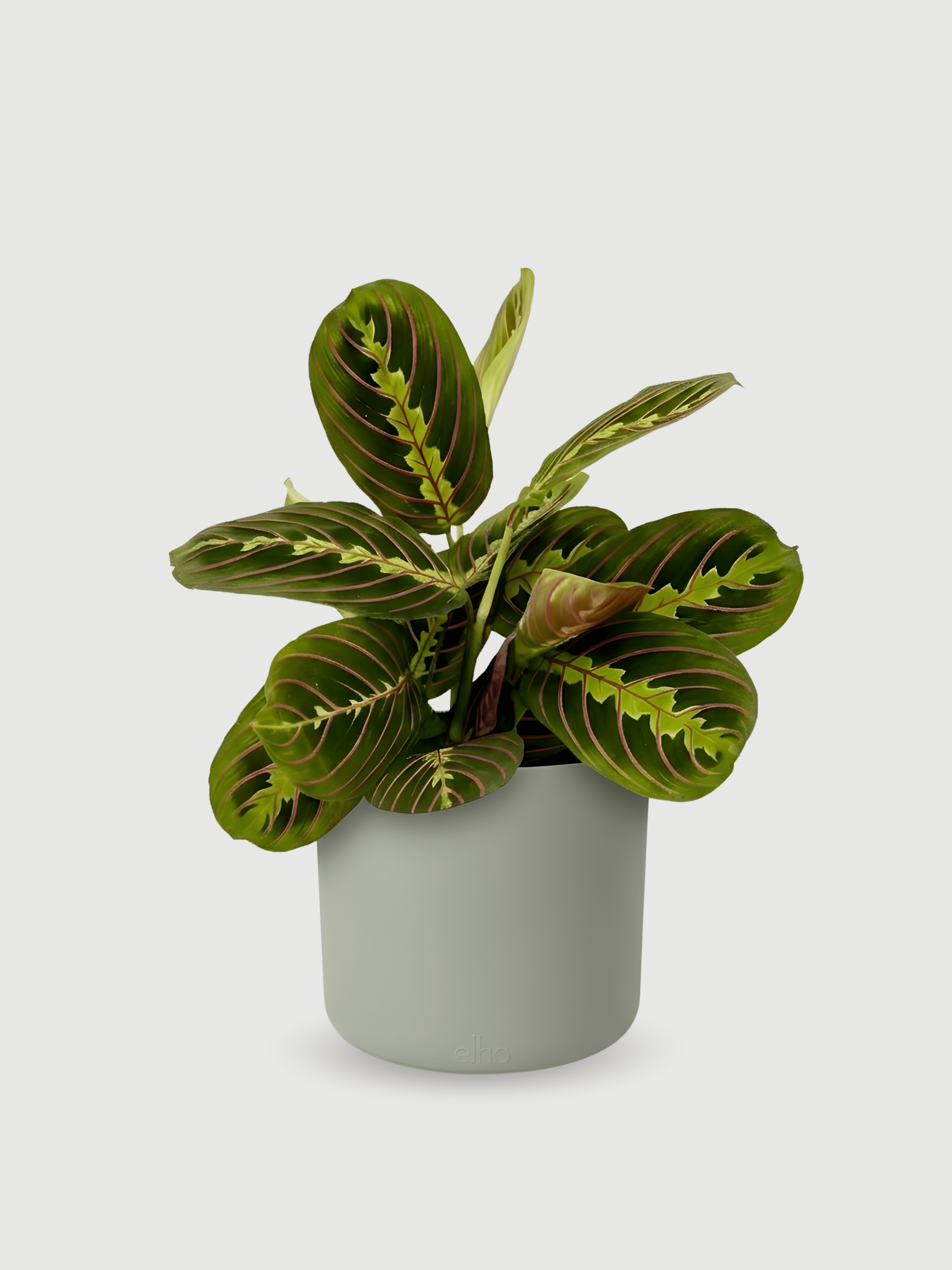 Plant with pots, Maranta (Prayer Plant) in Green Pot, Gift Idea - Rebel Plants