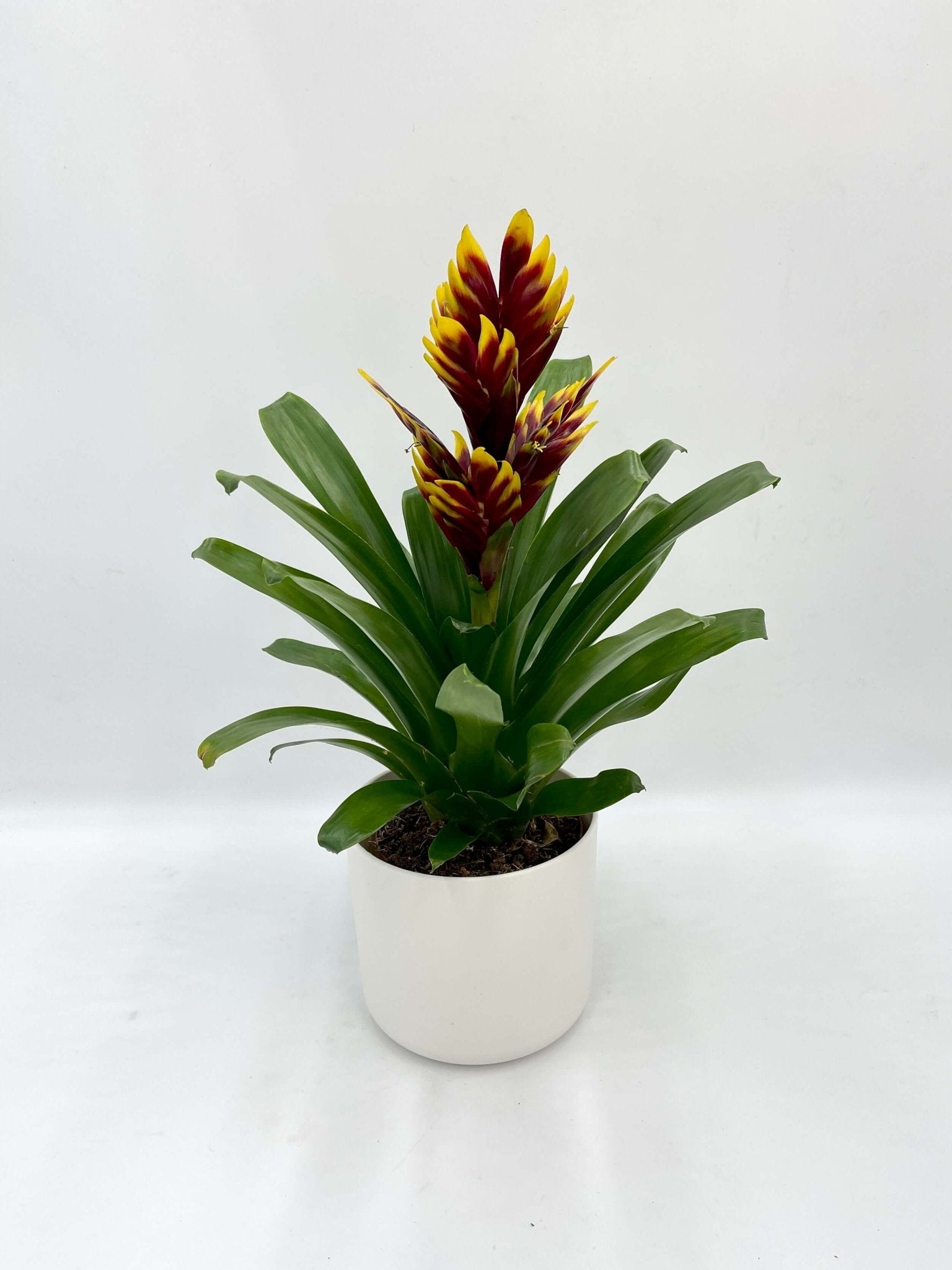 Plant with pots, Vriesea Intenso Purple Flame in White Pot, Plant Gift, Easy-Care Bromeliad