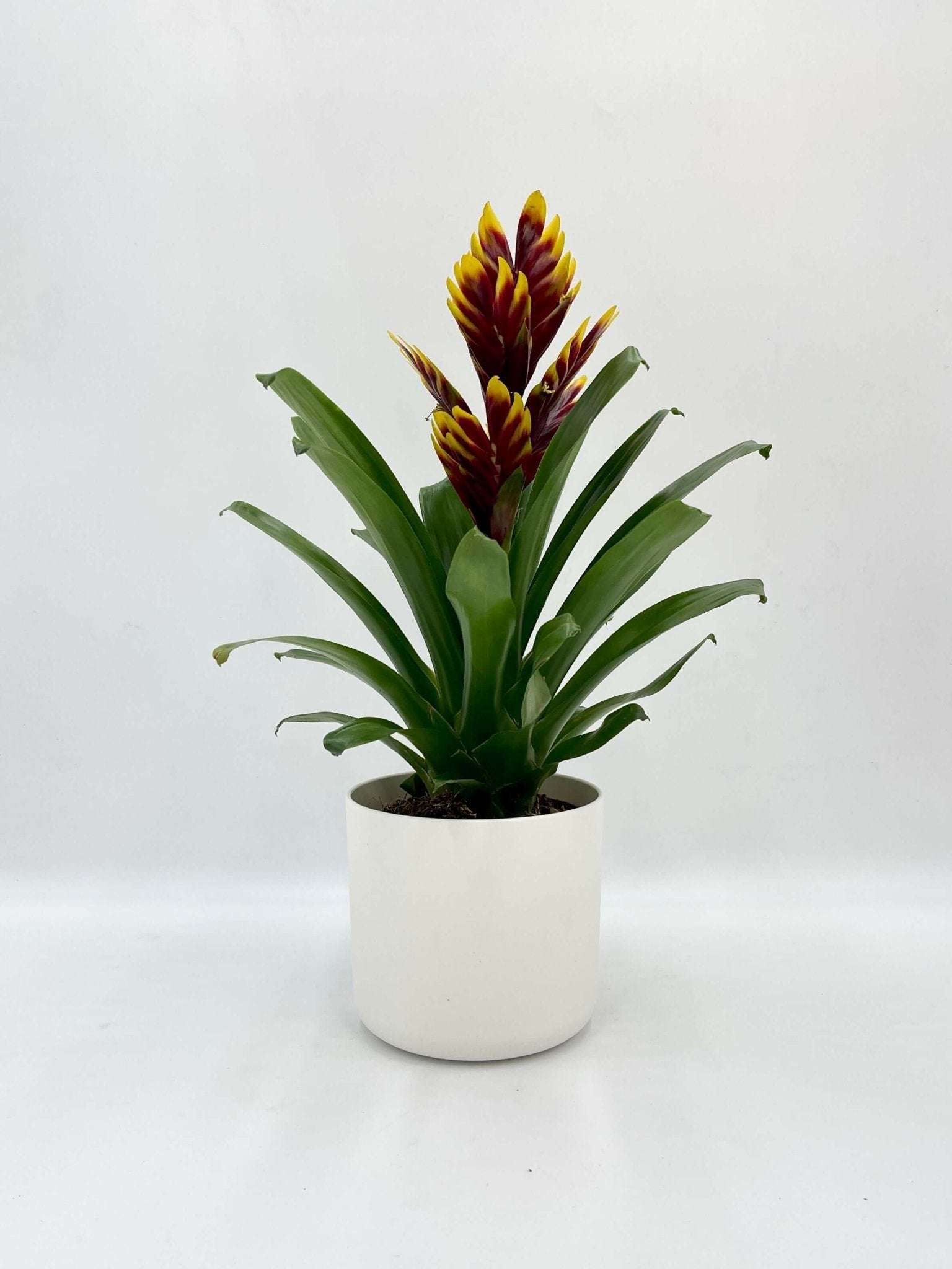 Plant with pots, Vriesea Intenso Purple Flame in White Pot, Plant Gift, Easy-Care Bromeliad