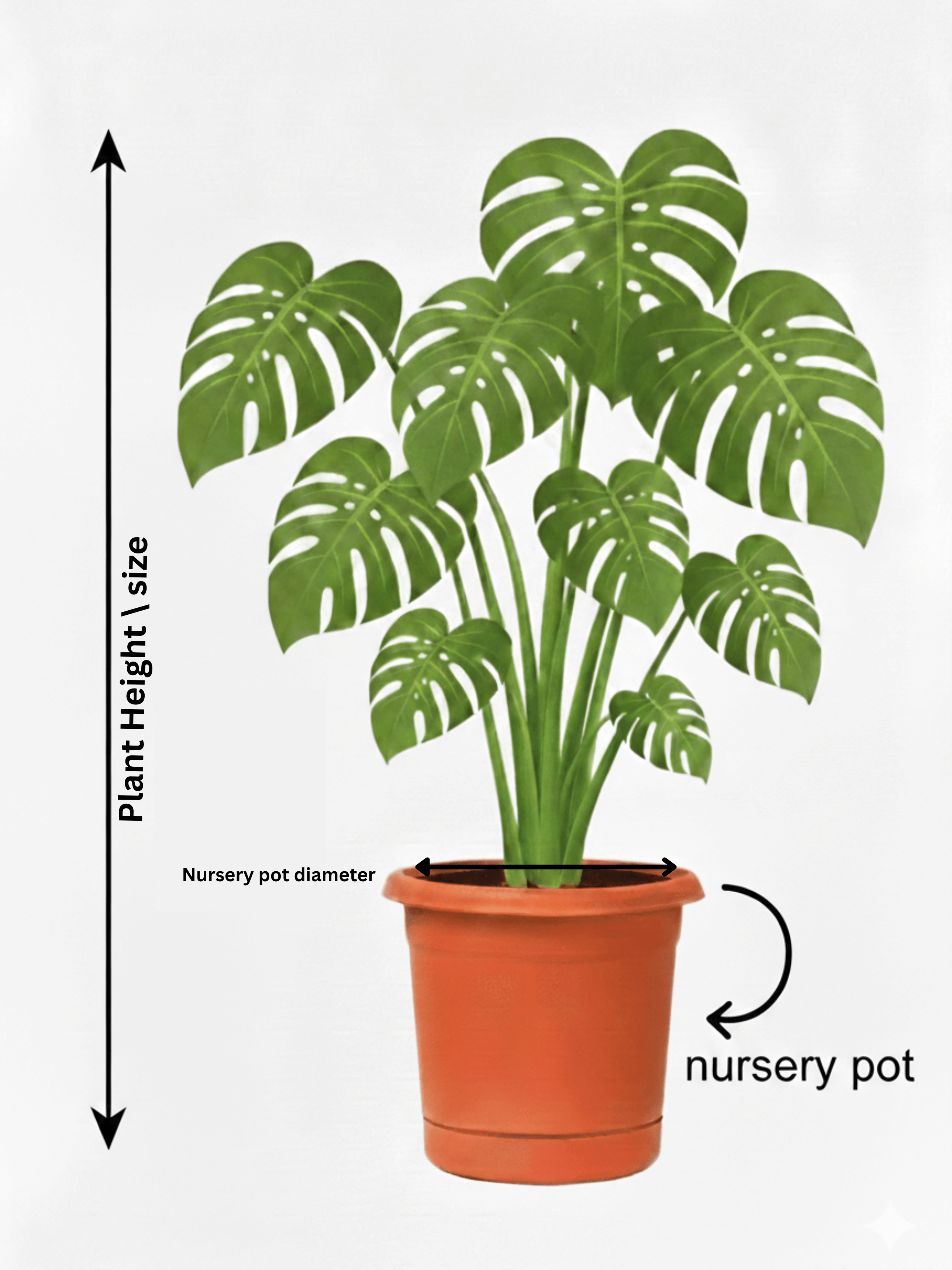 Anthurium Black Love in Black Pot