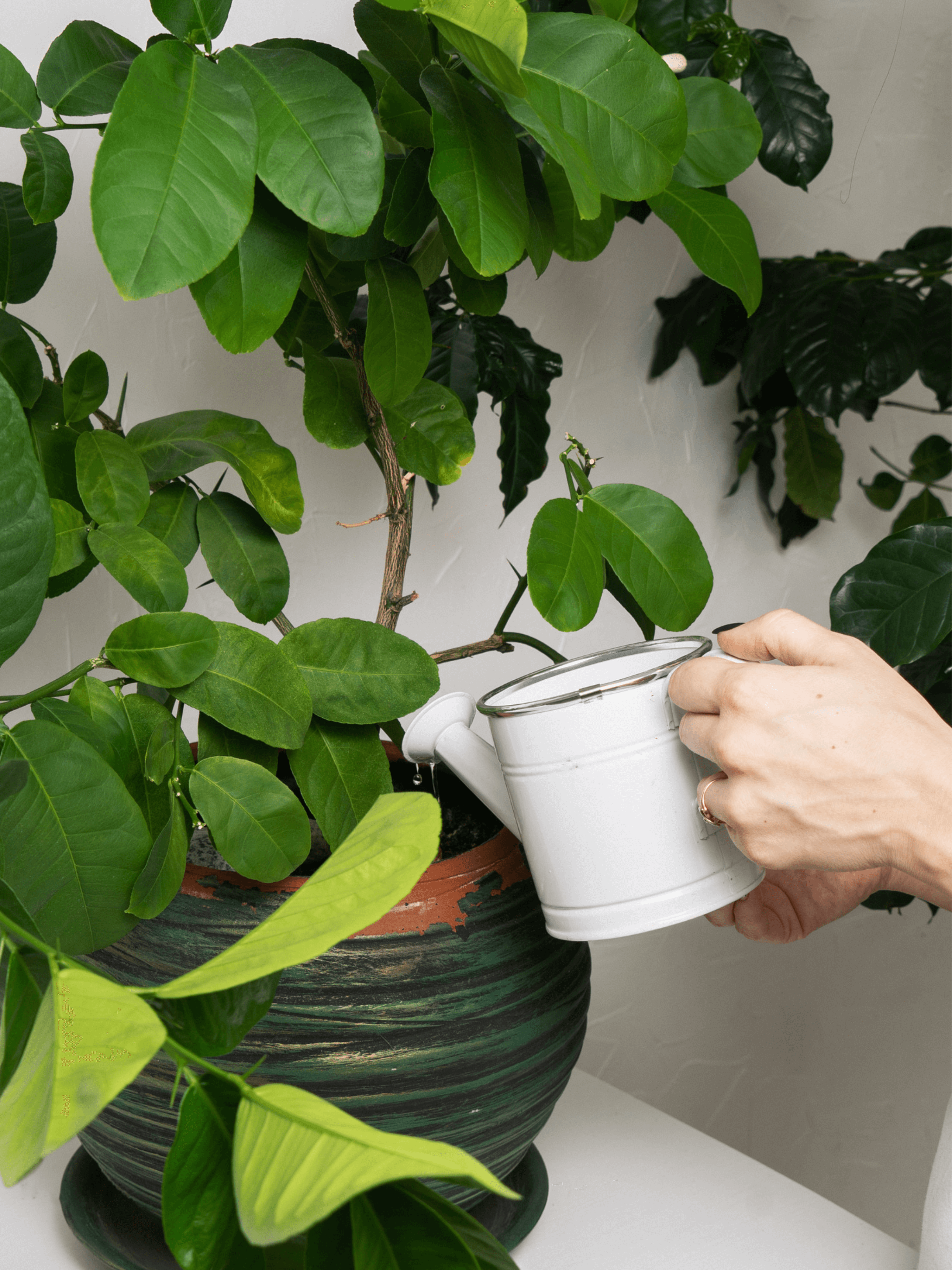 Fortifying Houseplant Feed & Tonic, 500ml