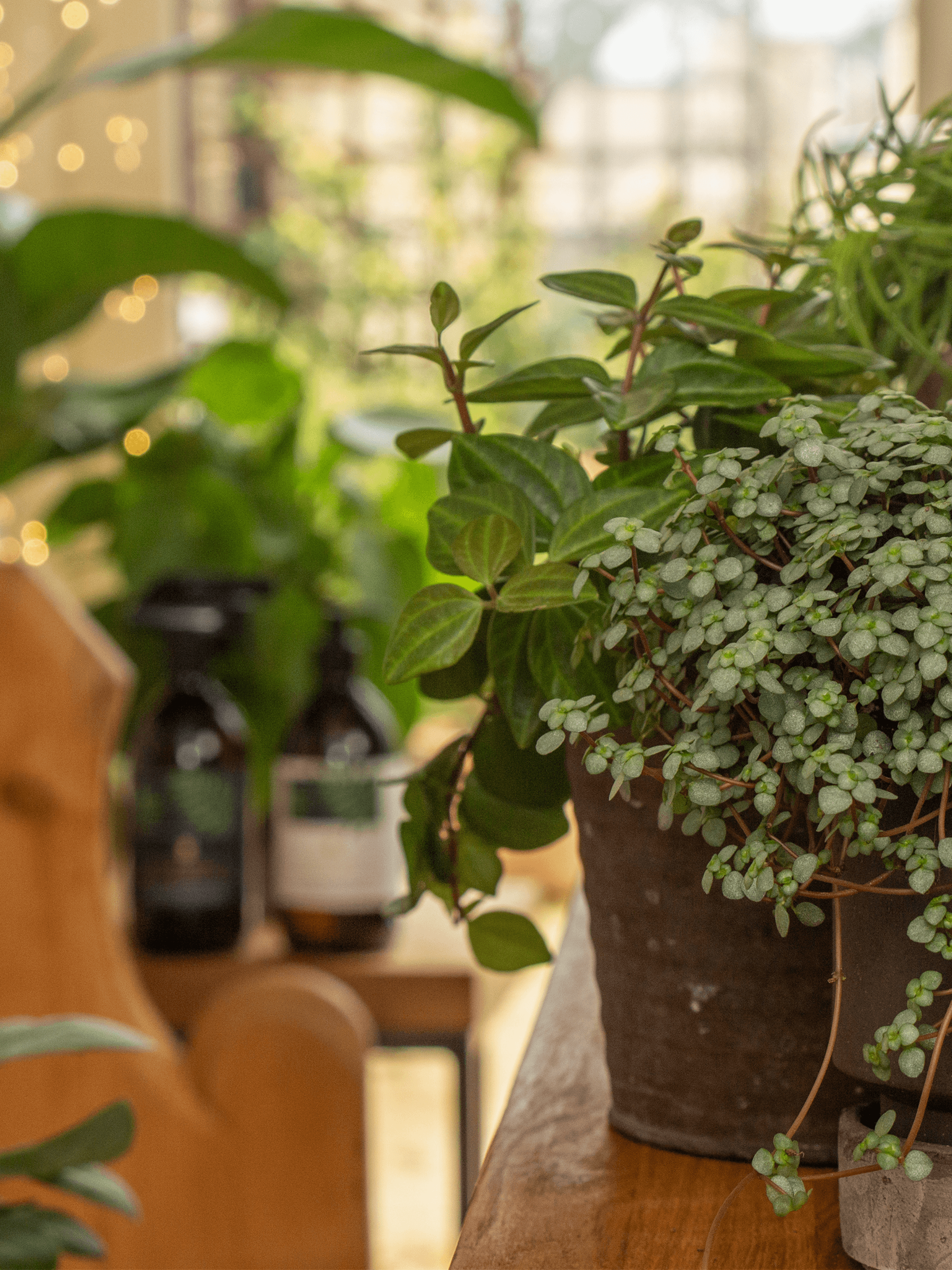 Fortifying Houseplant Feed & Tonic, 500ml Fortifying Houseplant Feed & Tonic, 500ml