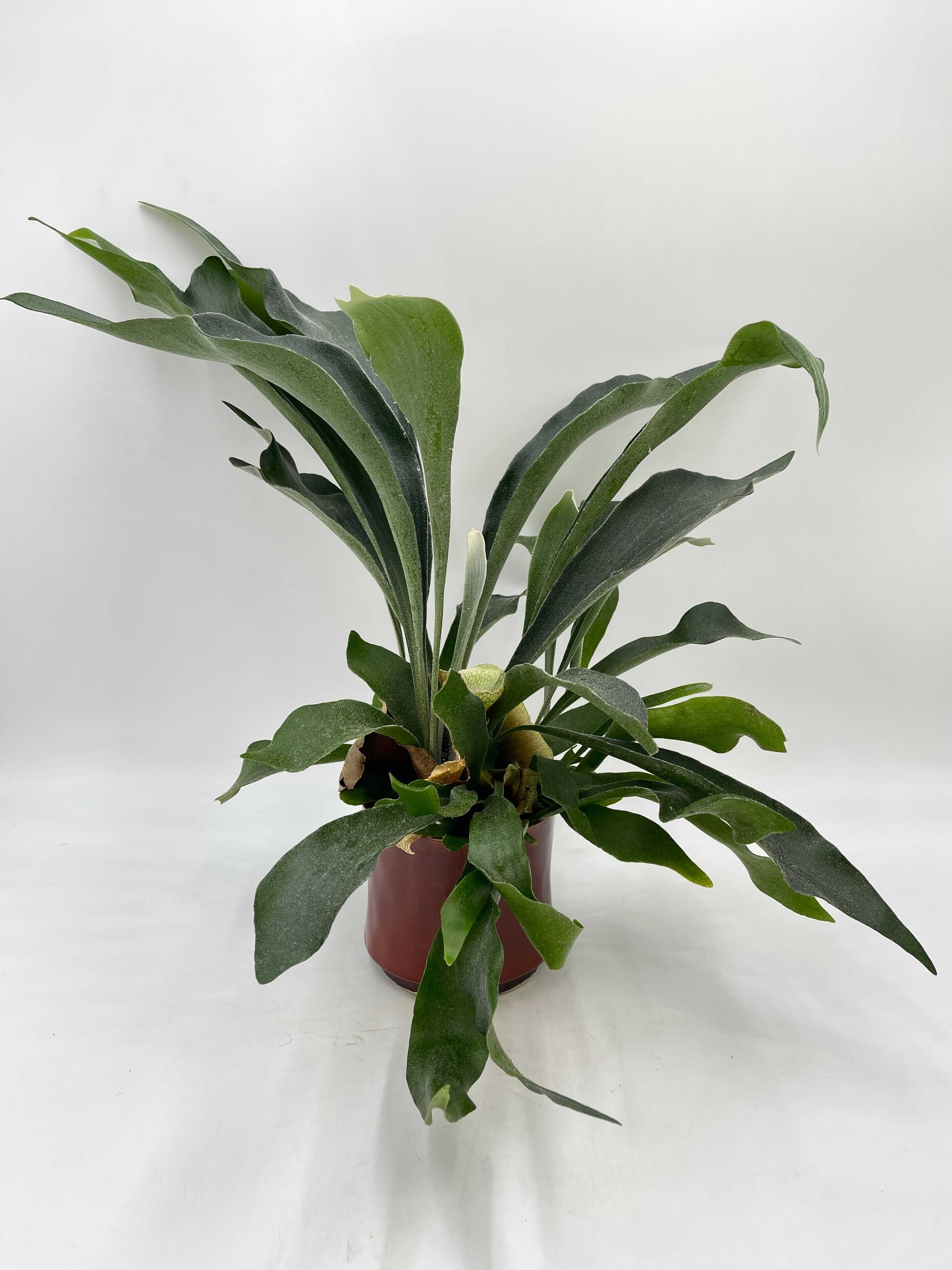 Platycerium bifurcatum, Staghorn Fern