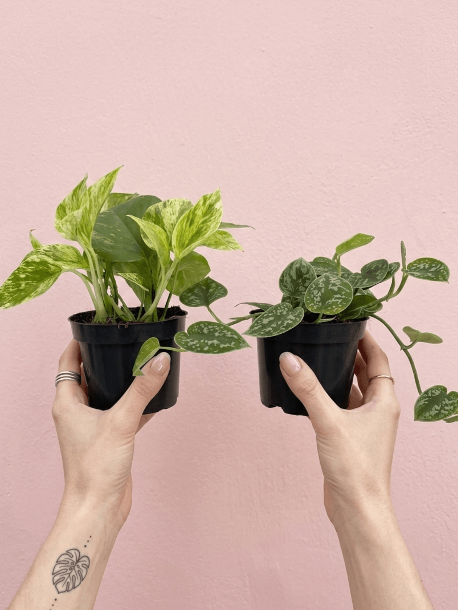 Pothos Houseplant Bundle, Trailing Plants, Air Purifying Plants - Rebel Plants