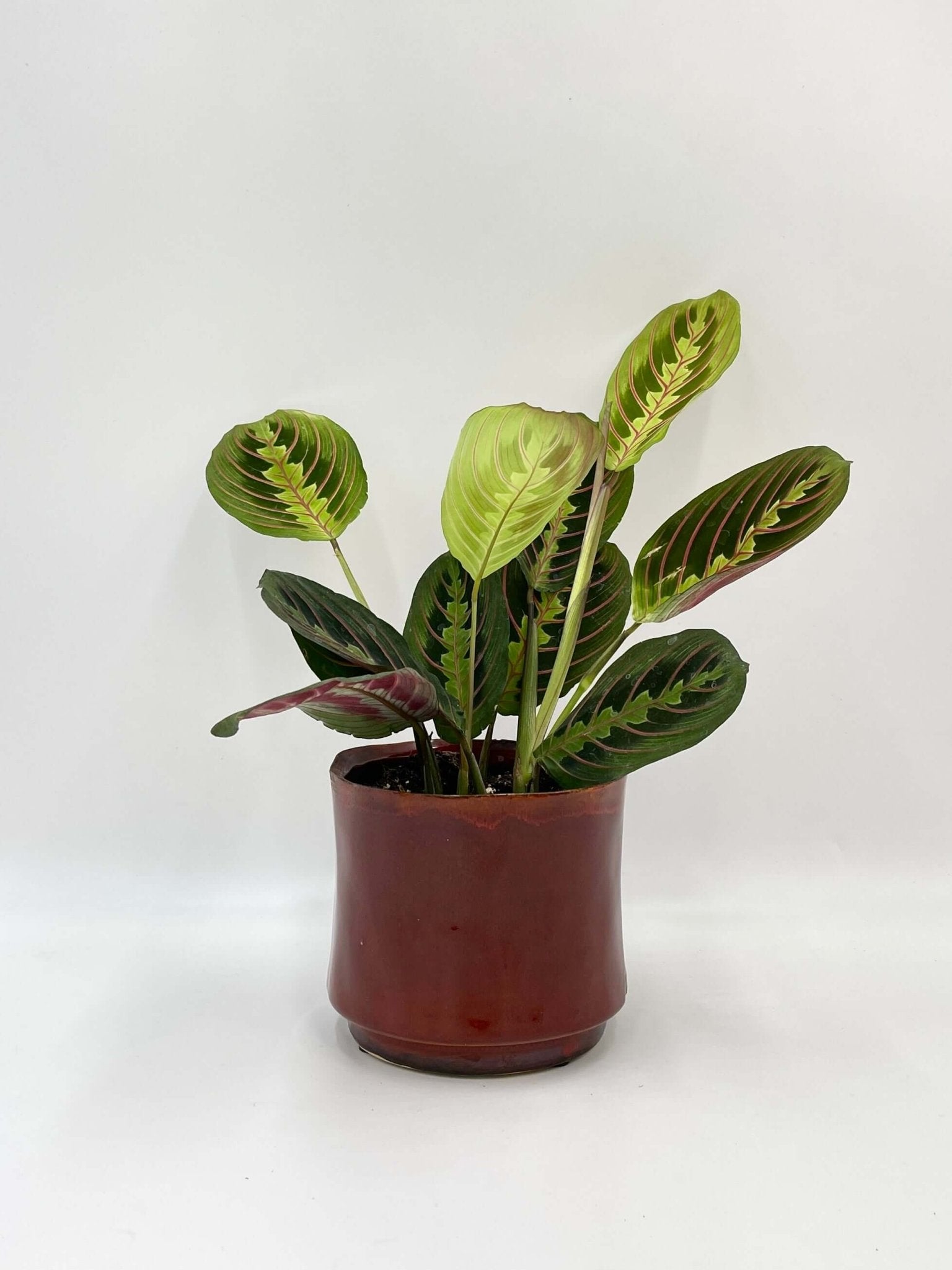Prayer Plant Maranta Fascinator - Pet Safe House Plant