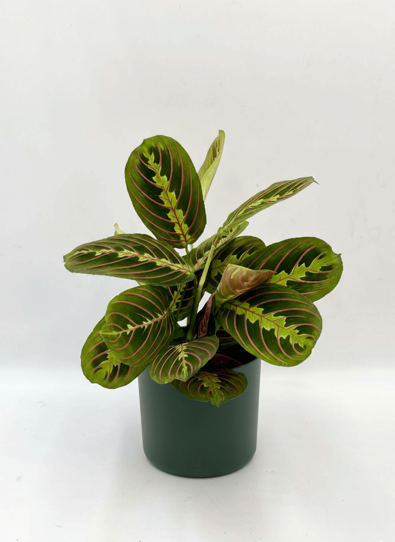 Plant with pots, Maranta (Prayer Plant) in Green Pot, Gift Idea