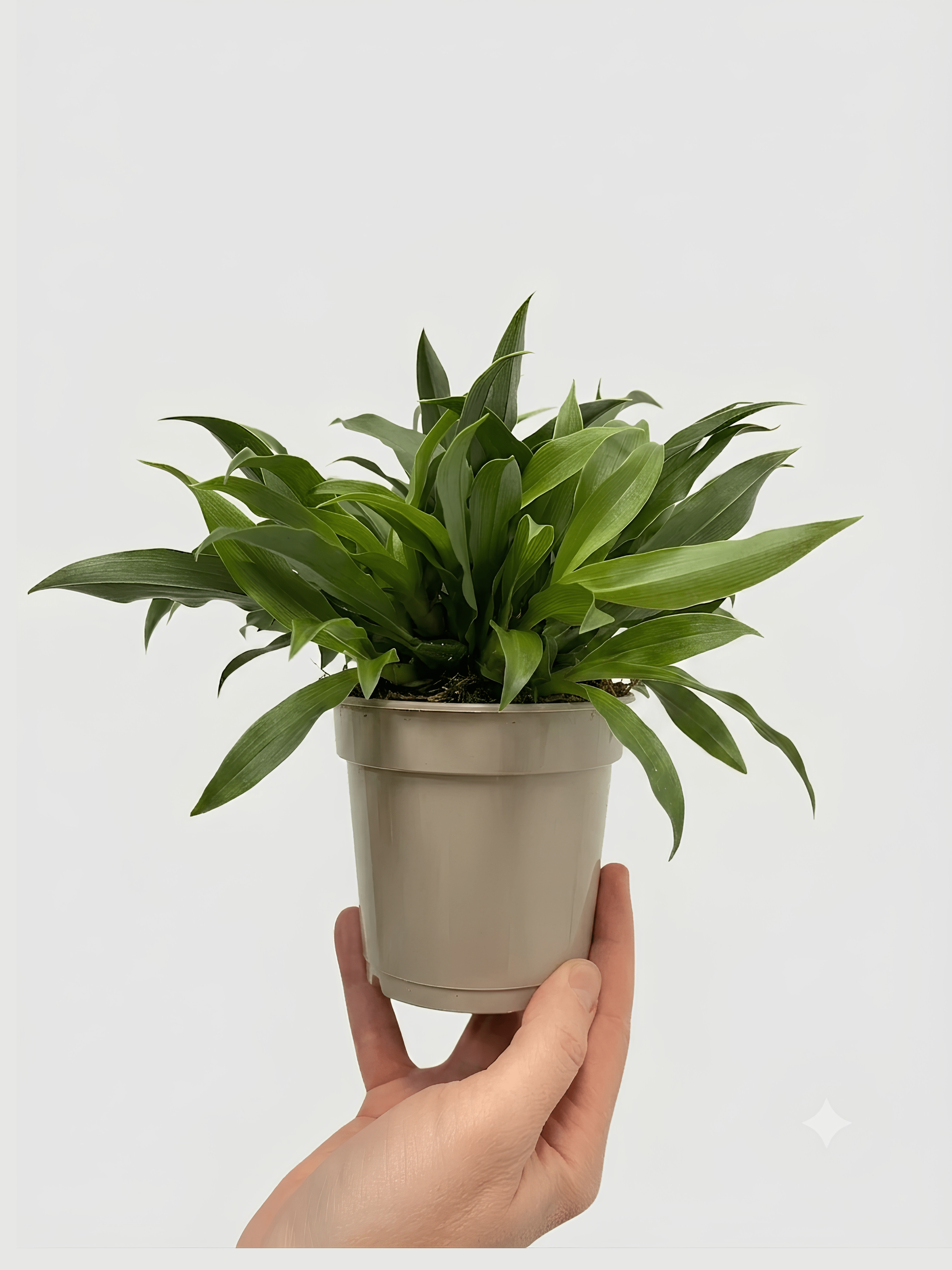 Promenaea Sunlight Orchid | Compact Yellow Flowering Plant | Rare Finds - Rebel Plants