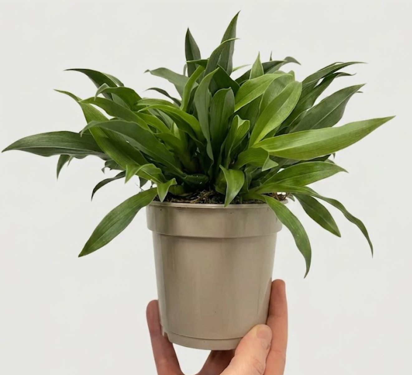 Promenaea Sunlight Orchid | Compact Yellow Flowering Plant | Rare Finds