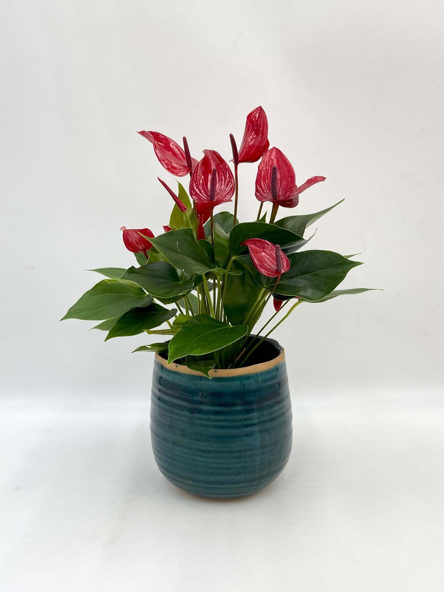 Anthurium Banderola Lava | Red Flowering Plant, Low Maintenance Plant