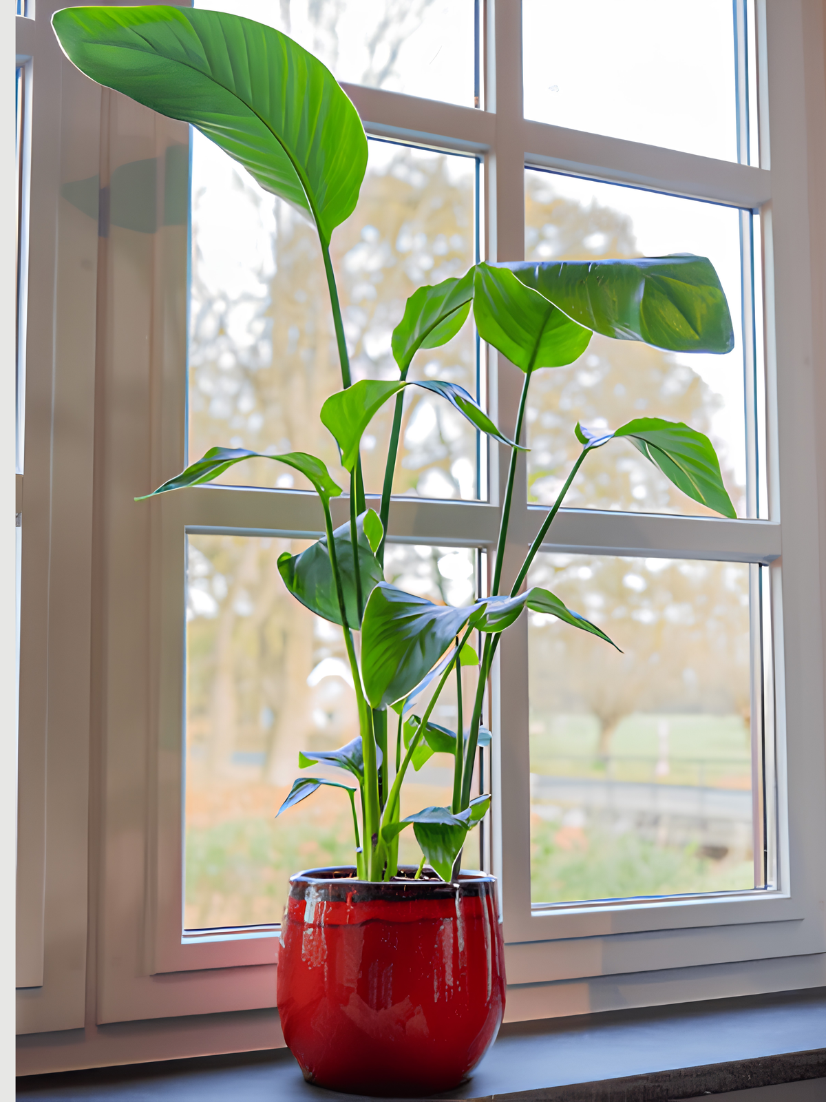 Red Plant Pot Charlotte - Retro Ceramic Plant Pot - Multiple Sizes