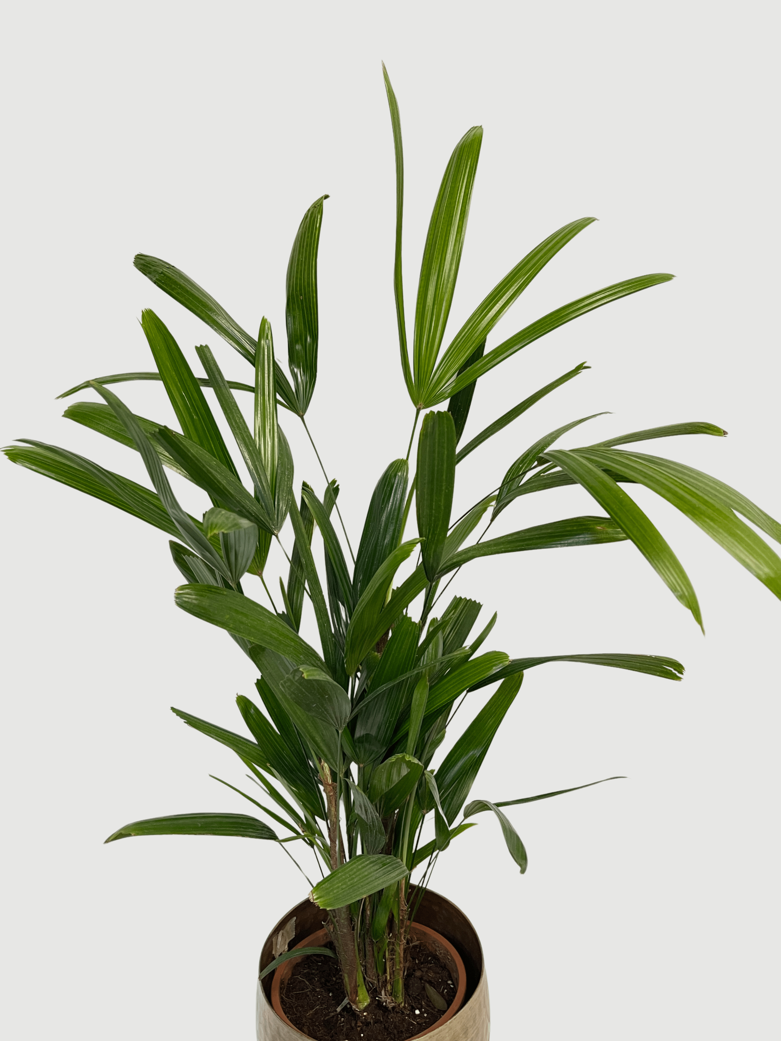 Rhapis excelsa Lady Palm | Hardy Indoor Fan Palm, 70 - 80cm - Rebel Plants
