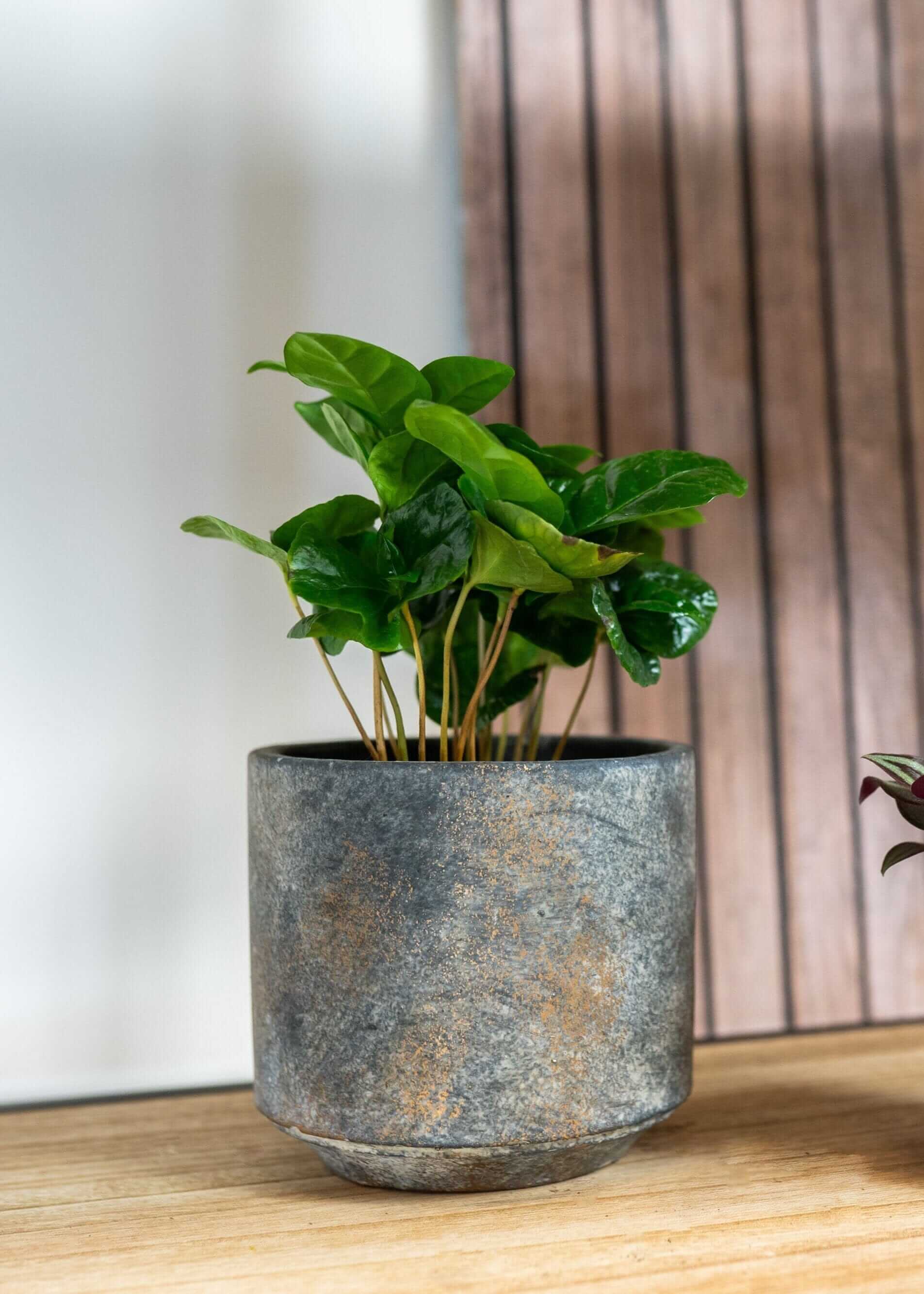 Saar Handmade Cement Plant Pots, Earth Grey, 21cm - 26cm
