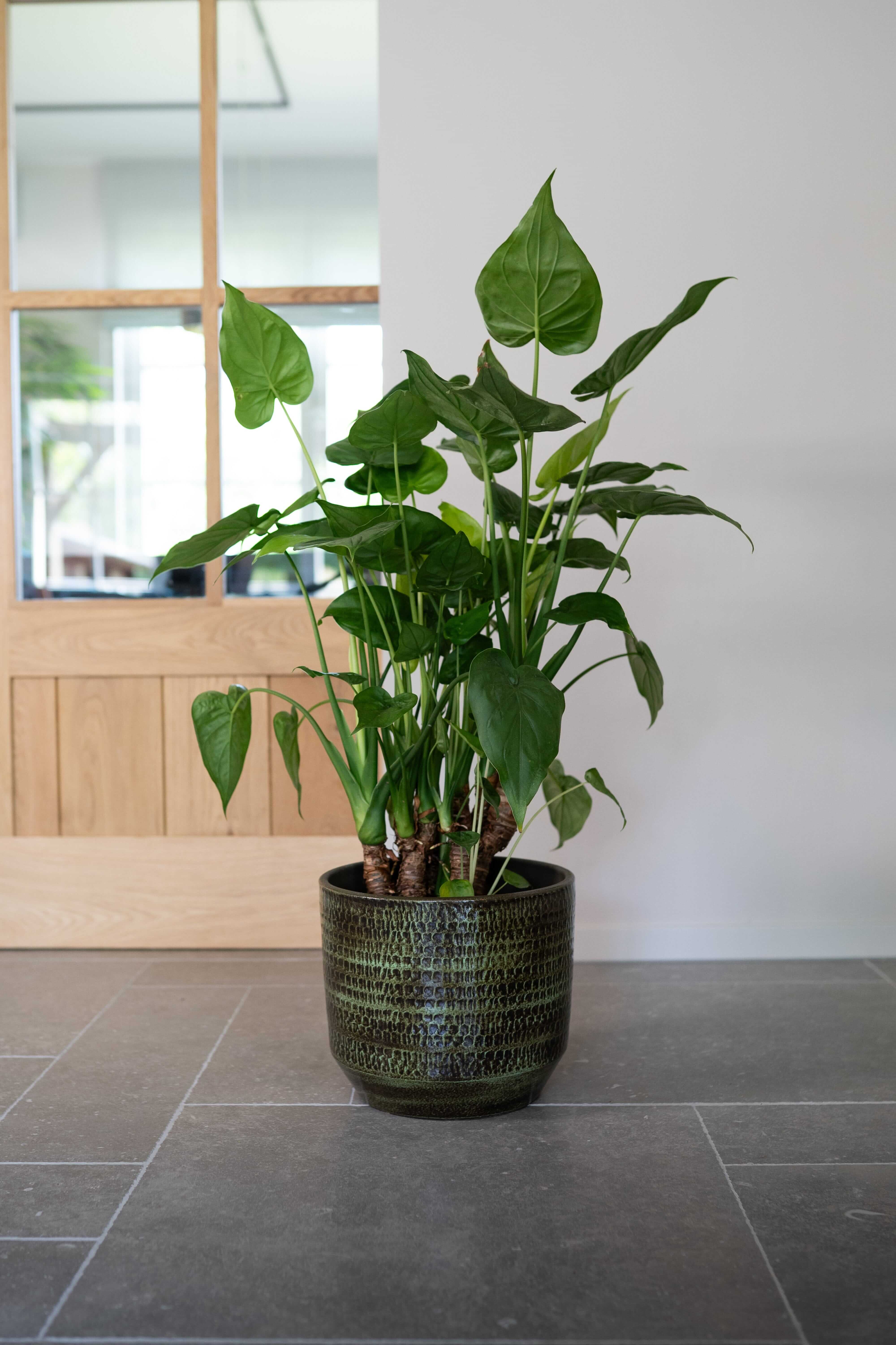 Sanna, Handmade Ceramic Plant Pots, Green, House Plant Pot in Multiple Sizes