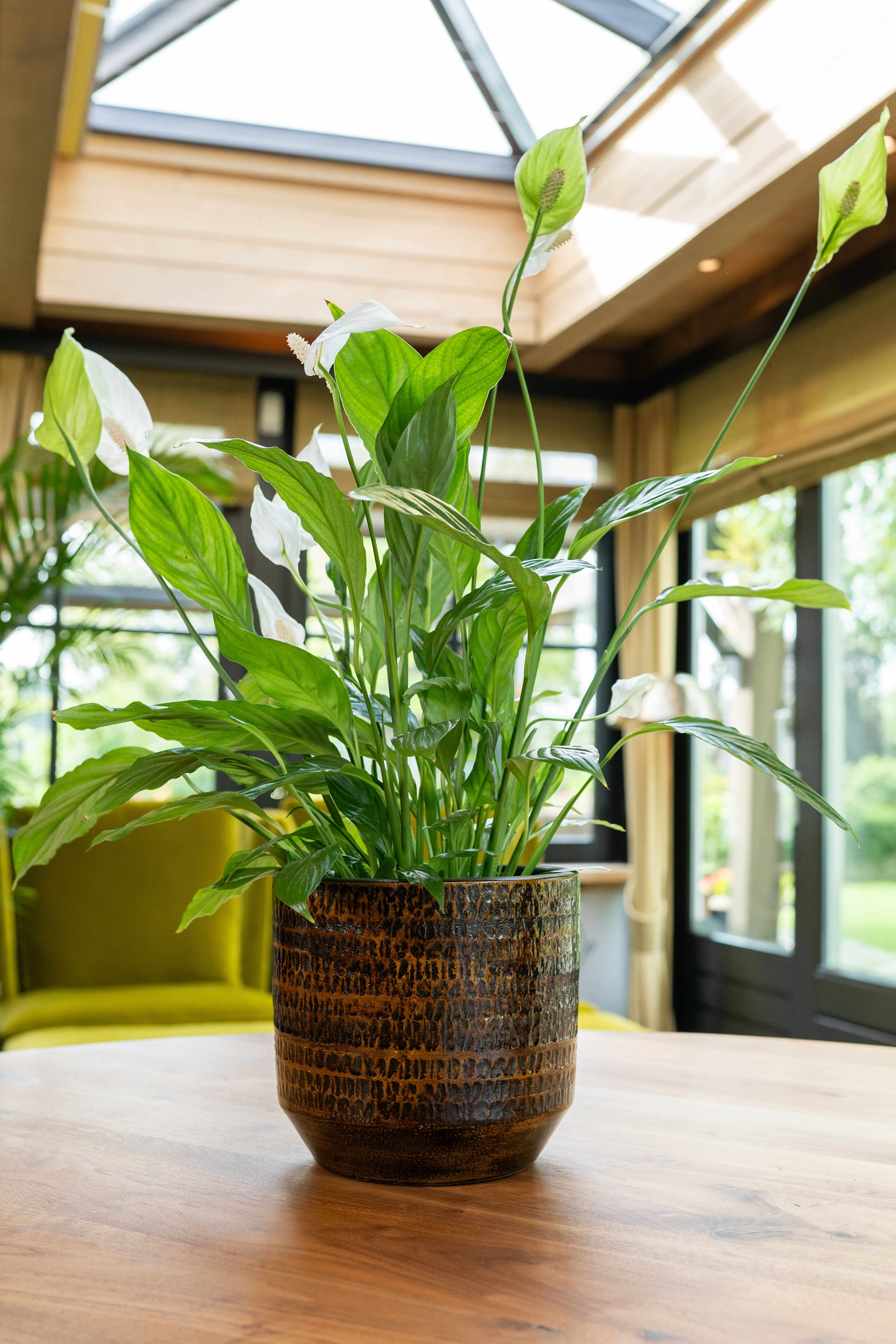 Sanna, Handmade Ceramic Plant Pots, Savanna, House Plant Pot in Multiple Sizes