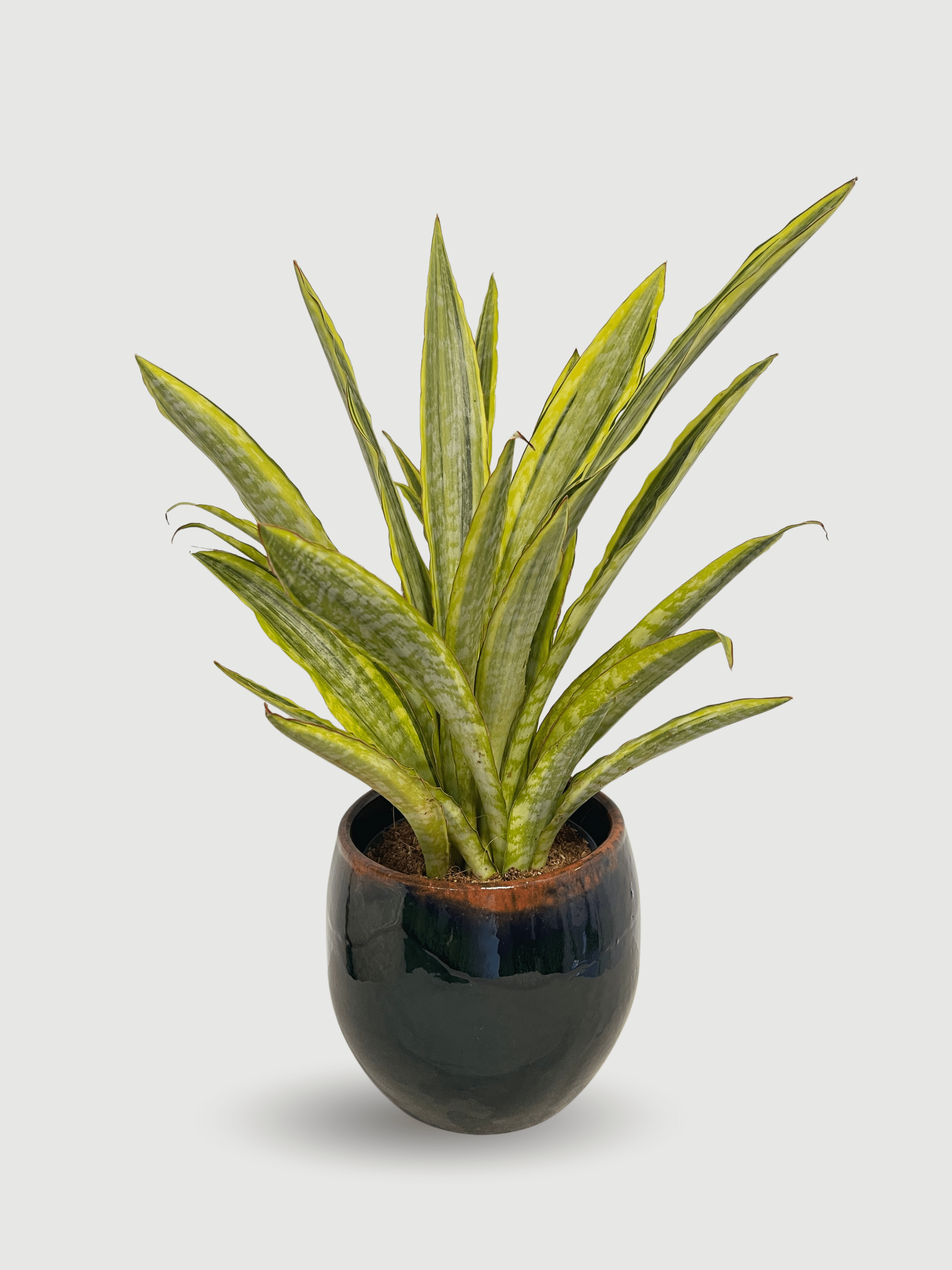 Sansevieria Aubrytiana 'Lauren' (40-45cm) | Variegated Snake Plant – Rebel Plants - Rebel Plants