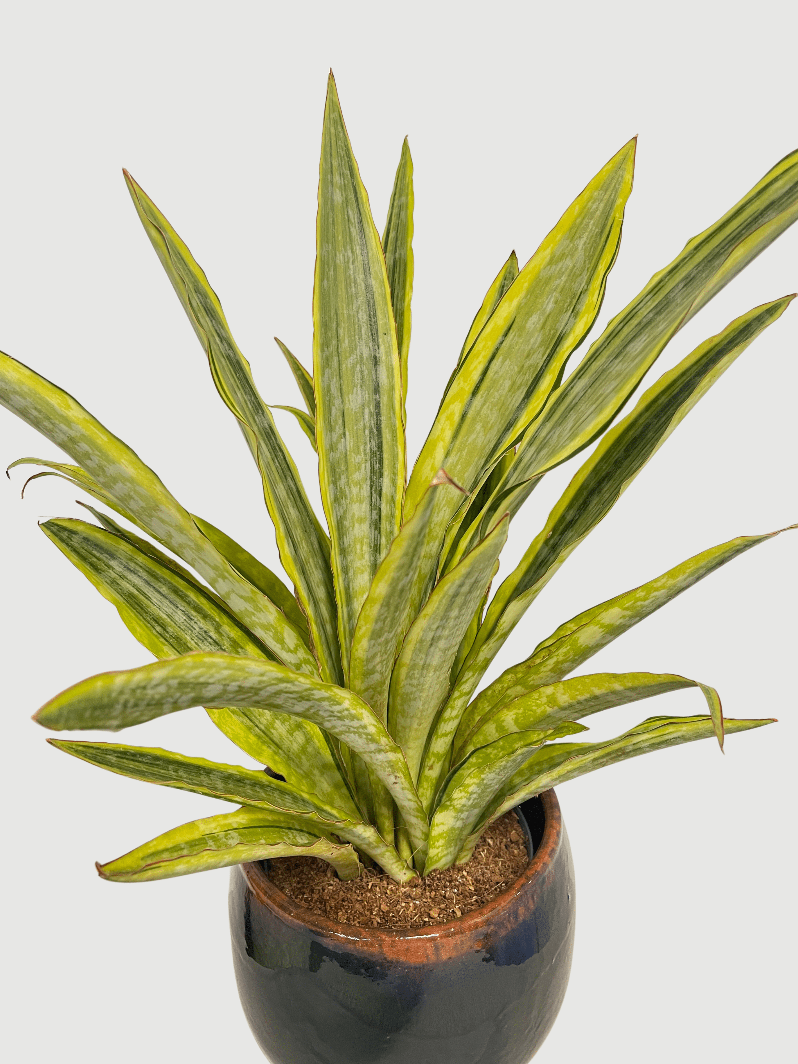 Sansevieria Aubrytiana 'Lauren' (40-45cm) | Variegated Snake Plant – Rebel Plants - Rebel Plants