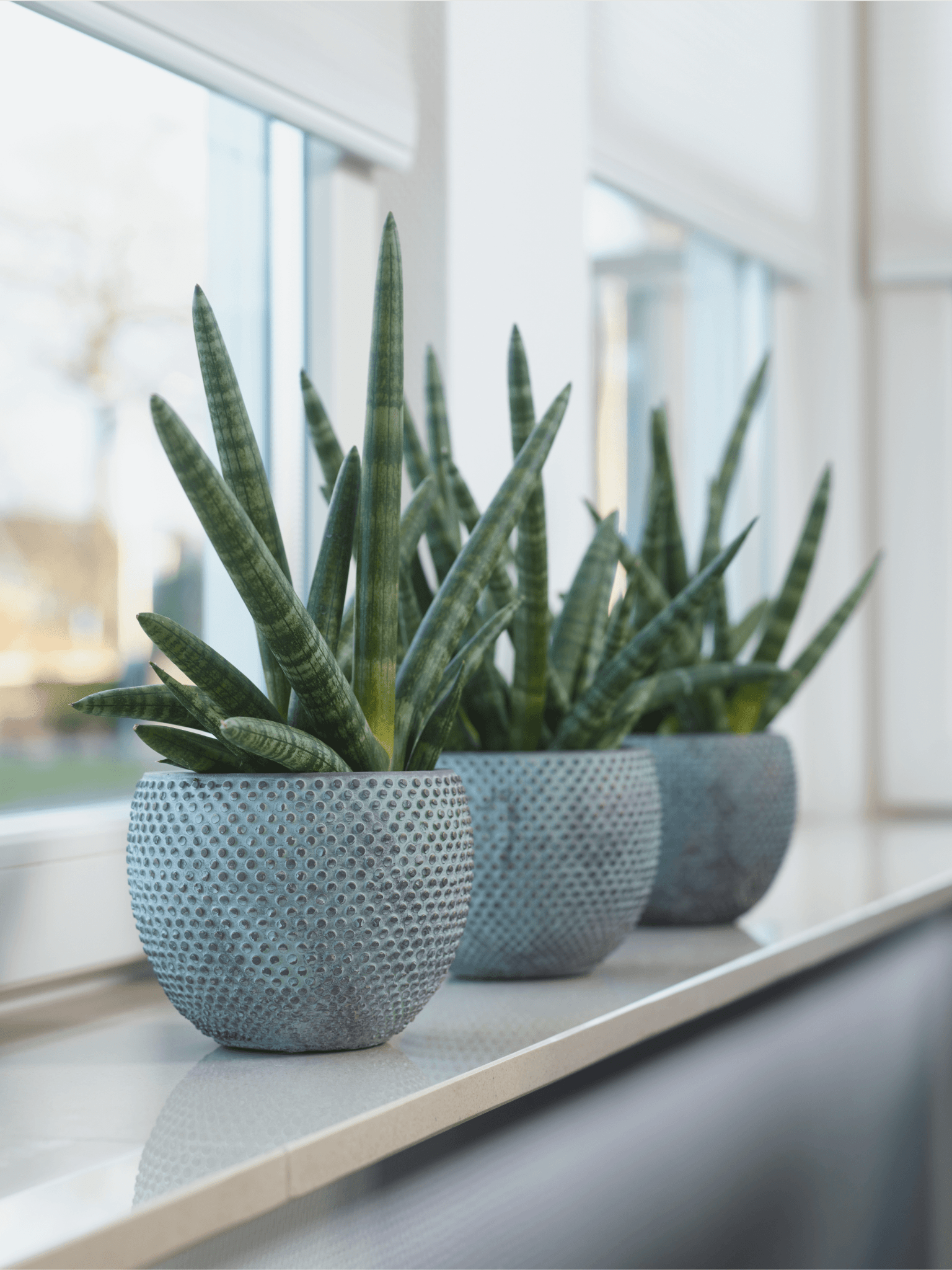 Sansevieria Boncellensis, Starfish Plant, Easy Care Snake Plant, Air purifier plant