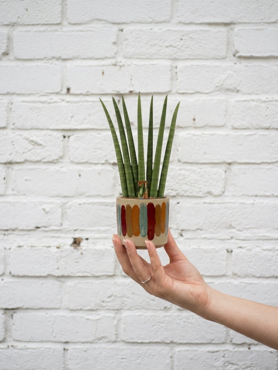 Sansevieria Cylindrica Fan Snake Plant | Low-Maintenance Air-Purifying Houseplant - Rebel Plants