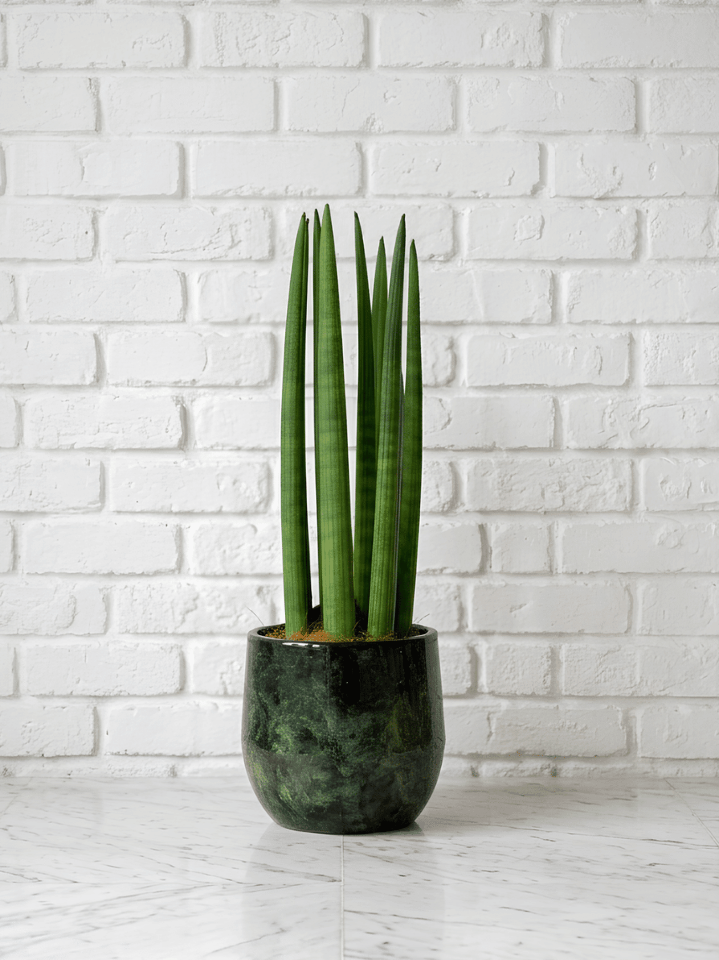 Sansevieria Cylindrica Straight in Metal Pot, Plant & Pot Bundle - Rebel Plants