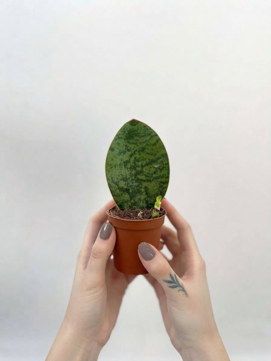 Sansevieria Masoniana Victoria Baby Plant | Rare Whale Fin Snake Plant | Rebel Plants UK - Rebel Plants