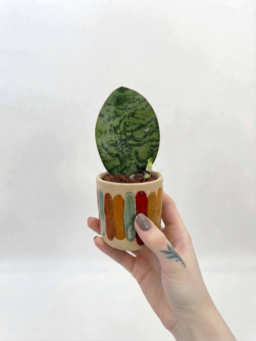 Sansevieria Masoniana Victoria Baby Plant | Rare Whale Fin Snake Plant | Rebel Plants UK - Rebel Plants
