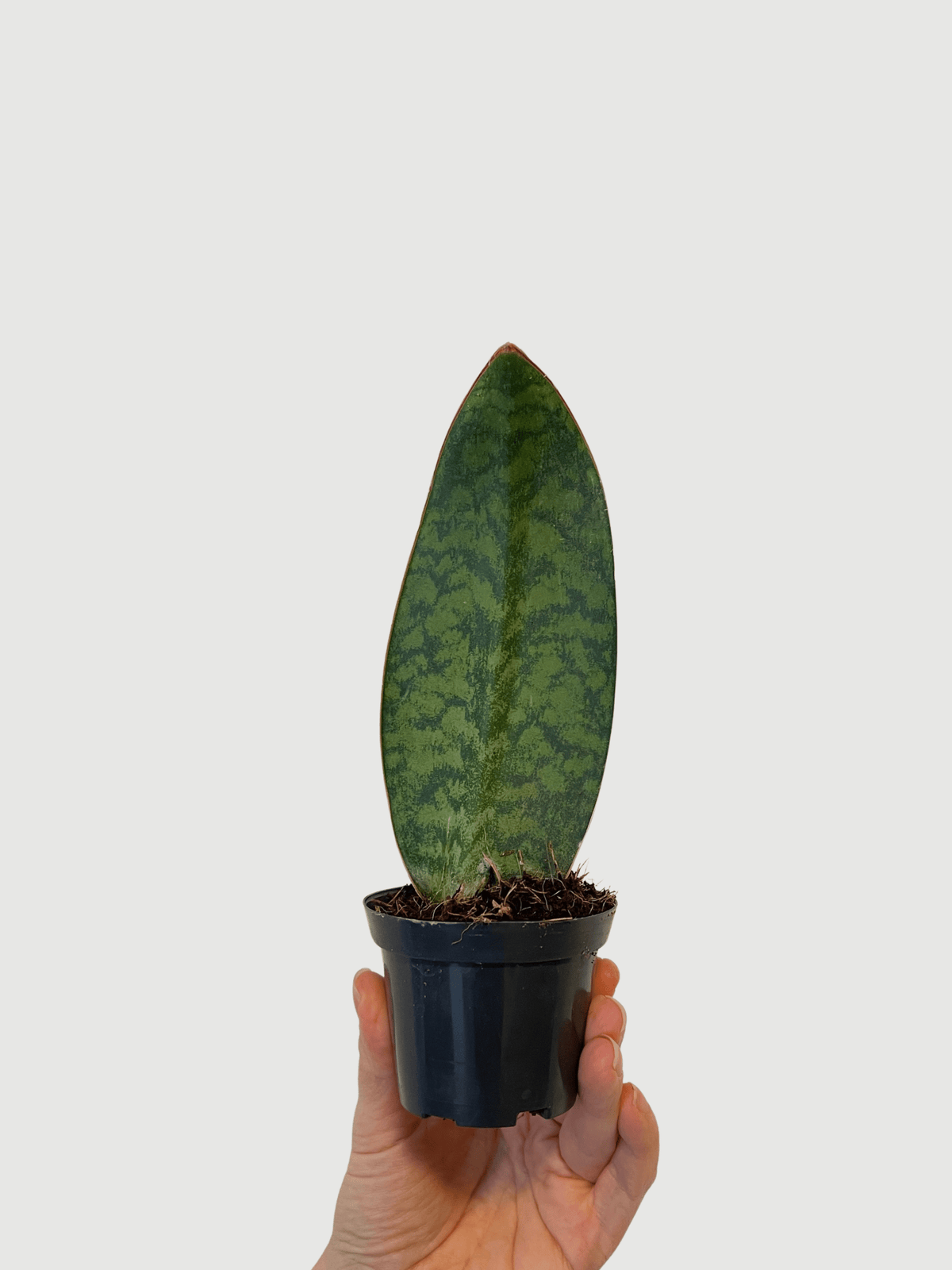 Sansevieria Masoniana Victoria Baby Plant | Rare Whale Fin Snake Plant | Rebel Plants UK - Rebel Plants