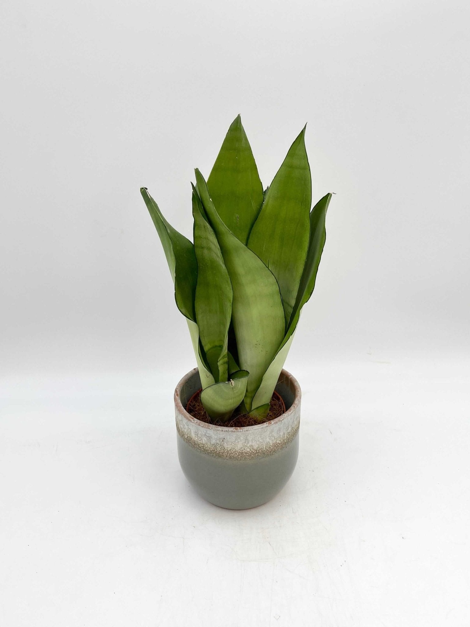 Sansevieria Moonshine, Snake Plant, Mother-in-Law's Tongue, Air purifier plant
