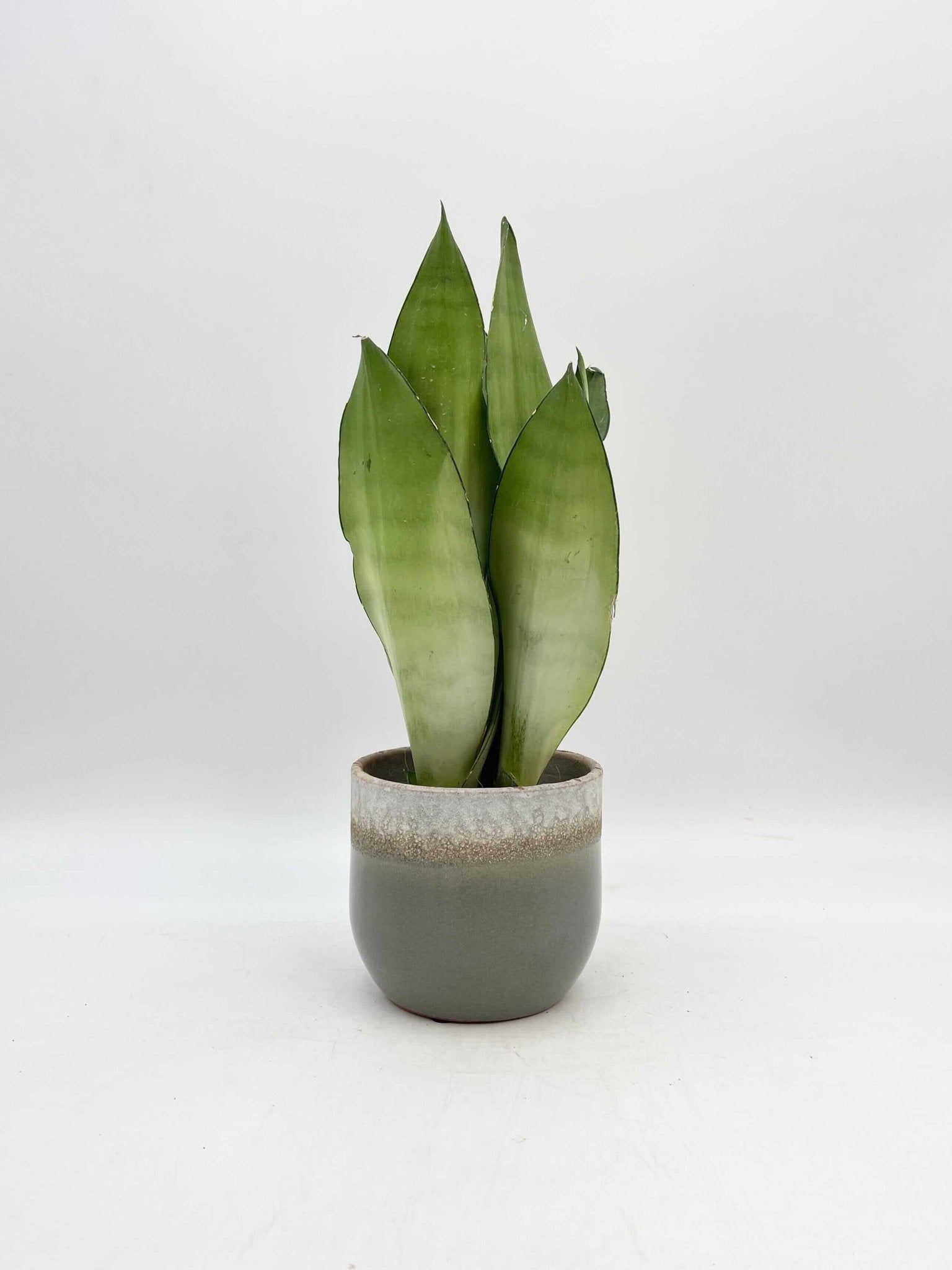 Sansevieria Moonshine, Snake Plant, Mother-in-Law's Tongue, Air purifier plant