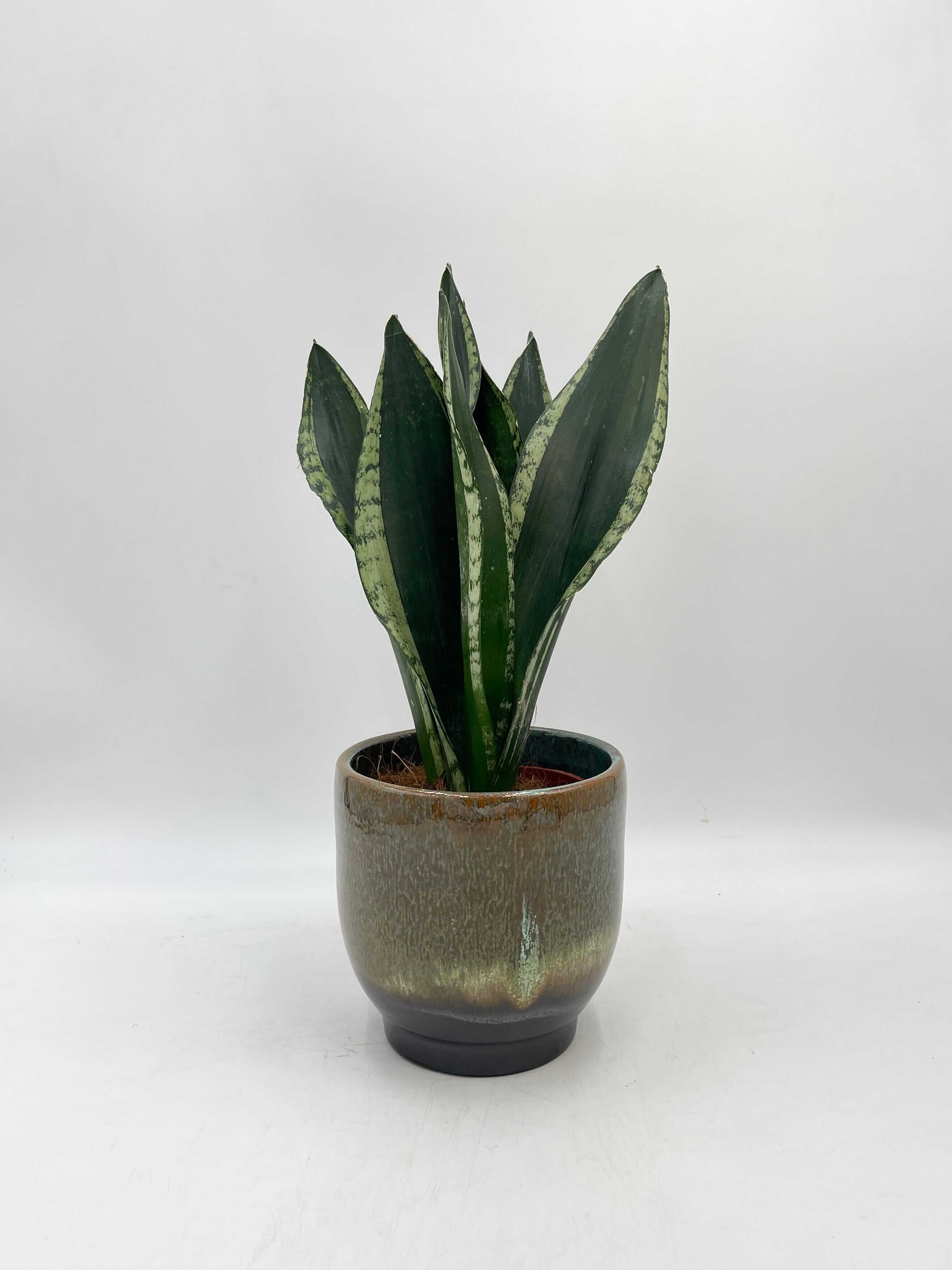 Sansevieria, Silver Flame, Snake Plant, Easy Care Houseplant, Air purifying plant