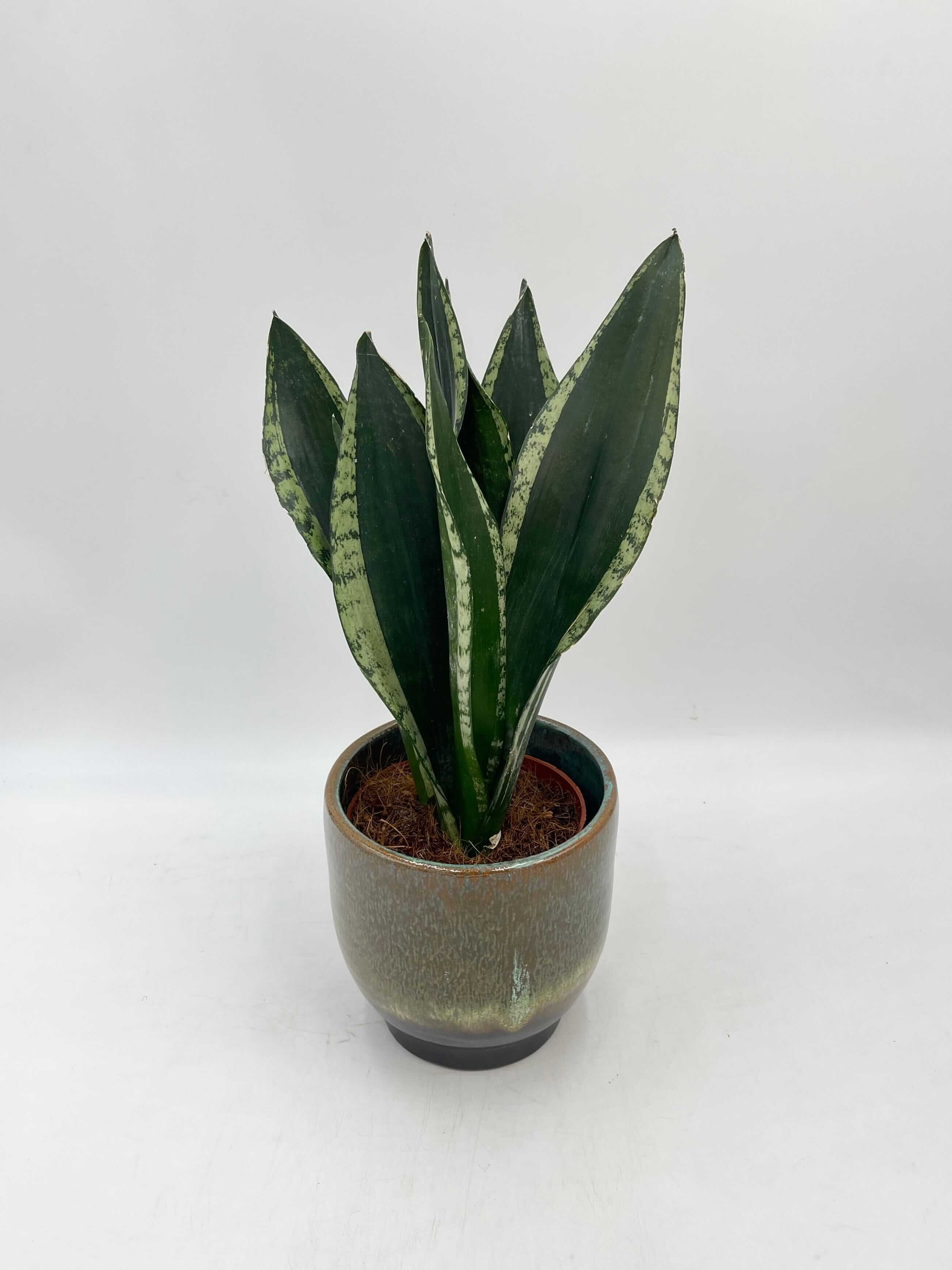 Sansevieria, Silver Flame, Snake Plant, Easy Care Houseplant, Air purifying plant