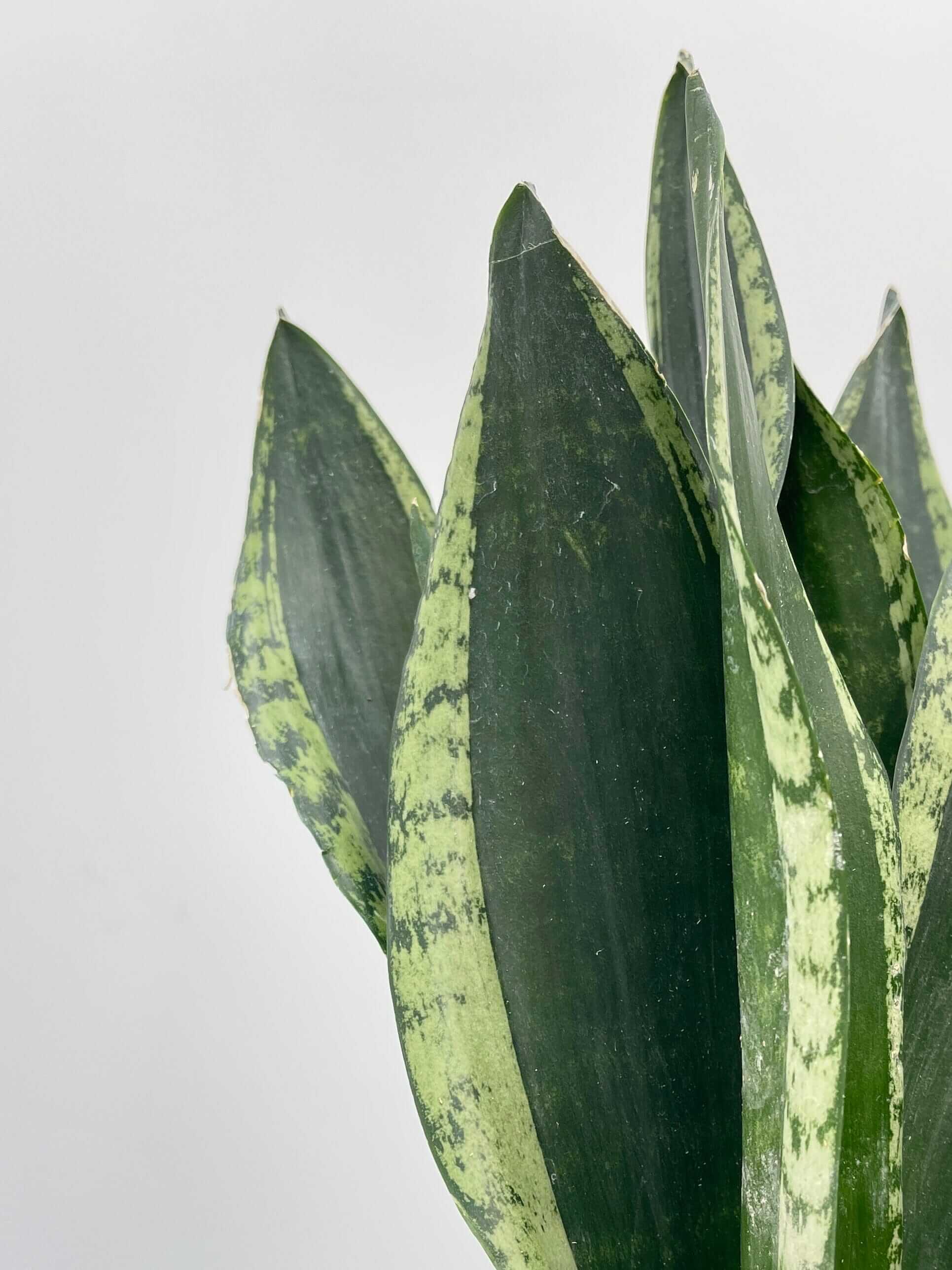 Sansevieria, Silver Flame, Snake Plant, Easy Care Houseplant, Air purifying plant
