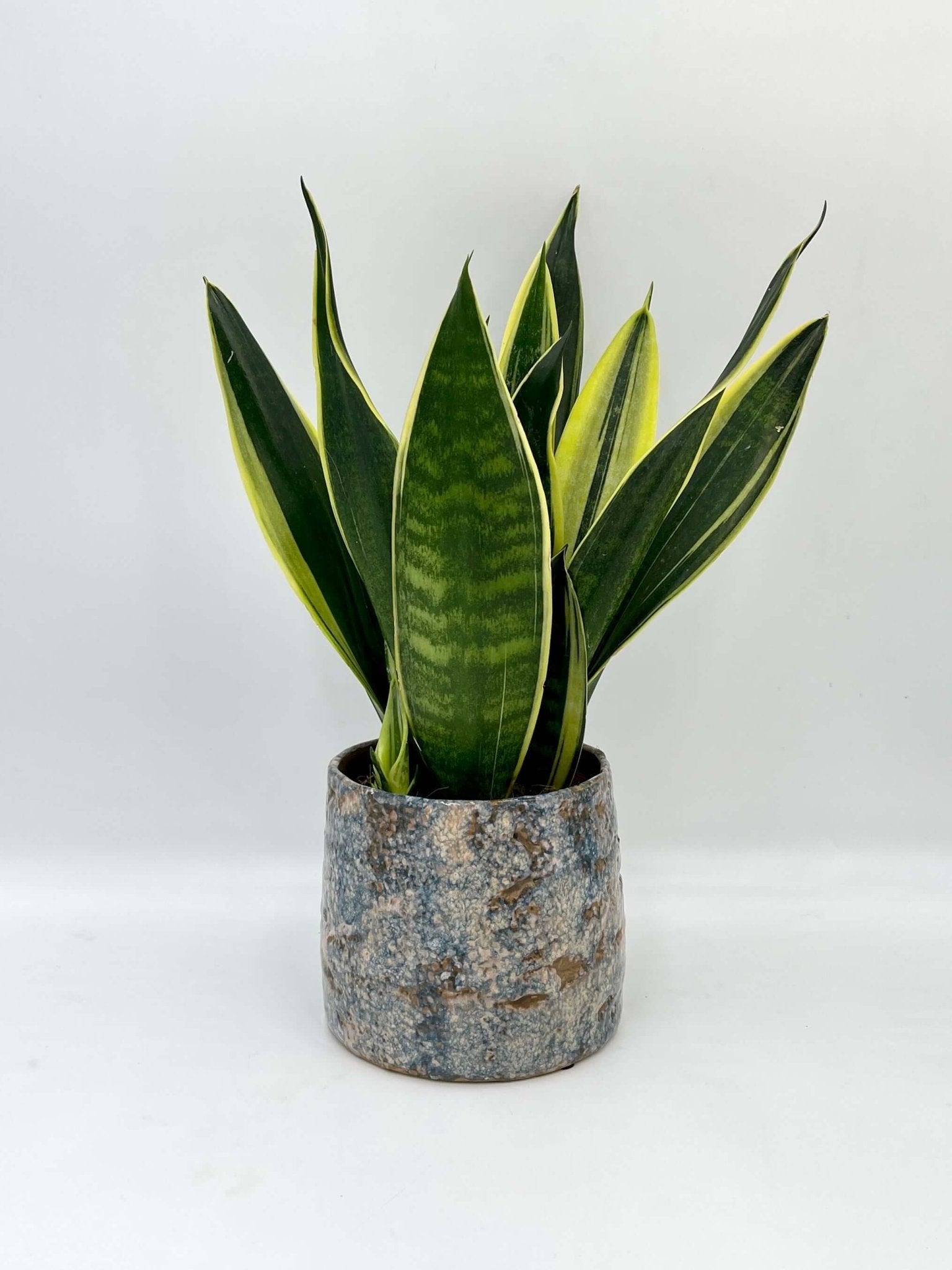 Sansevieria Trifasciata Canary – Snake Plant | Easy-Care Indoor Plant