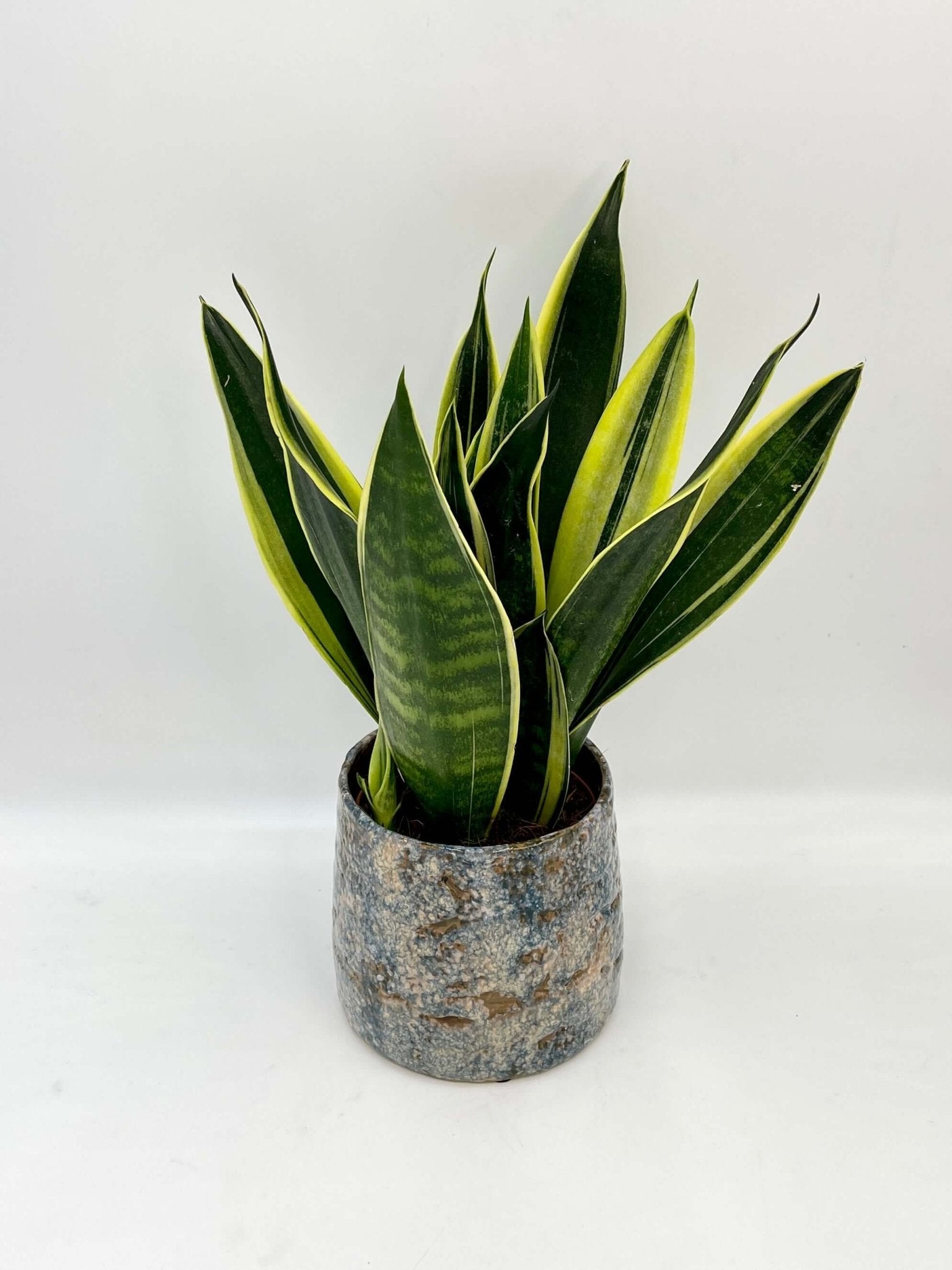 Sansevieria Trifasciata Canary – Snake Plant | Easy-Care Indoor Plant