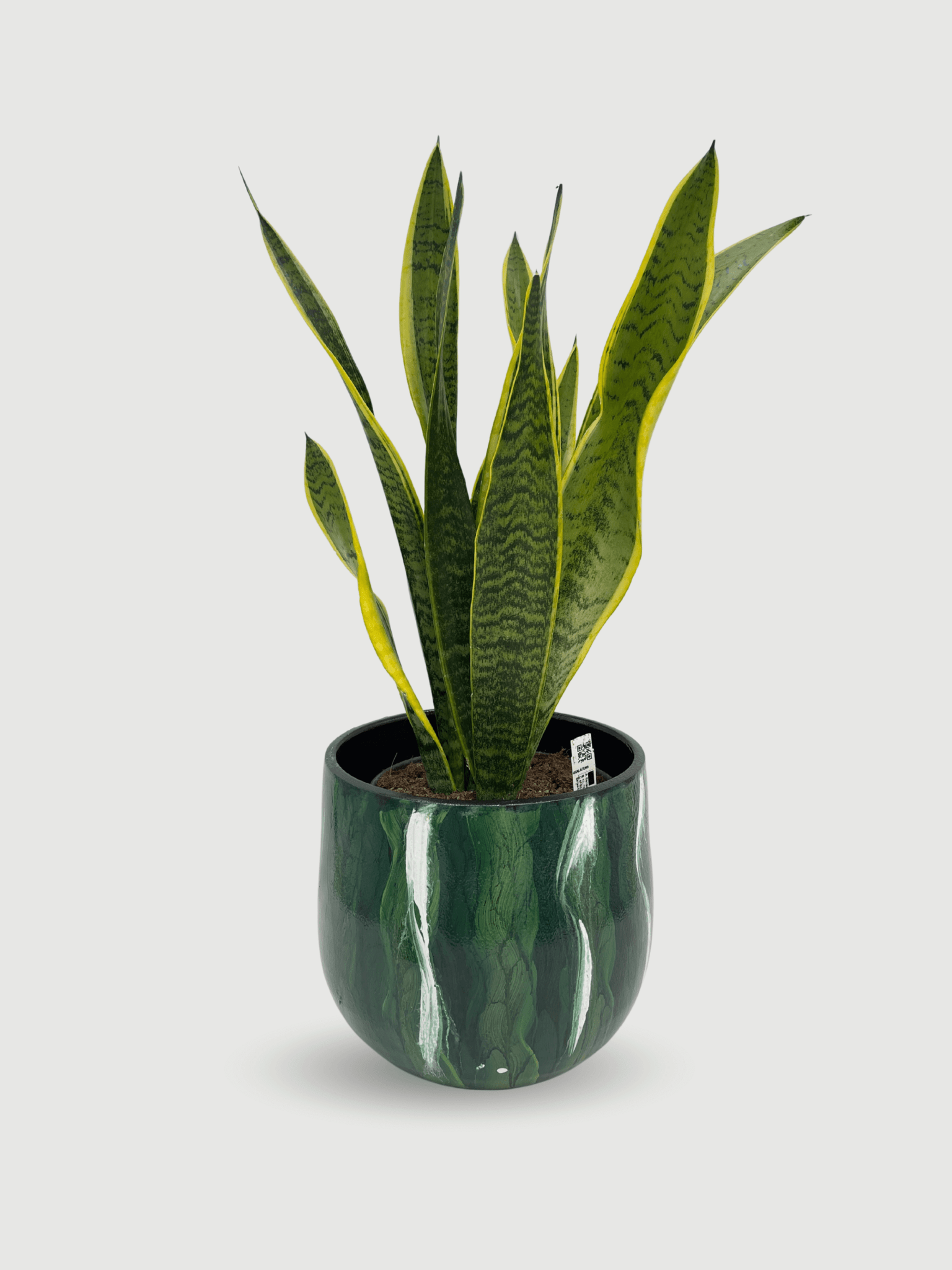 Sansevieria_Trifasciata_Laurentii_-_Large_Snake_Plant_-_Houseplant_75-80cm