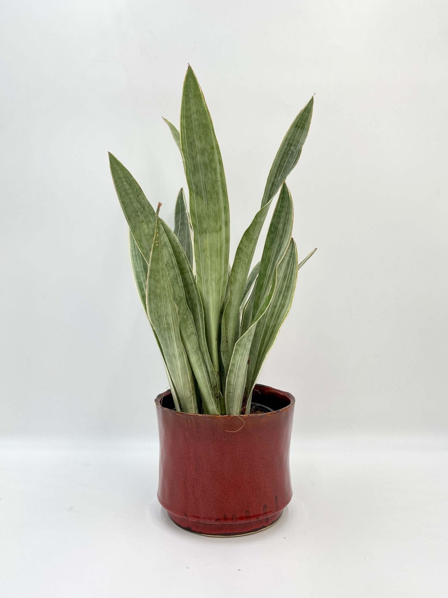 Sansevieria Trifasciata Metallica, Snake Plant, Low Maintenance Houseplant, Air purifying plant