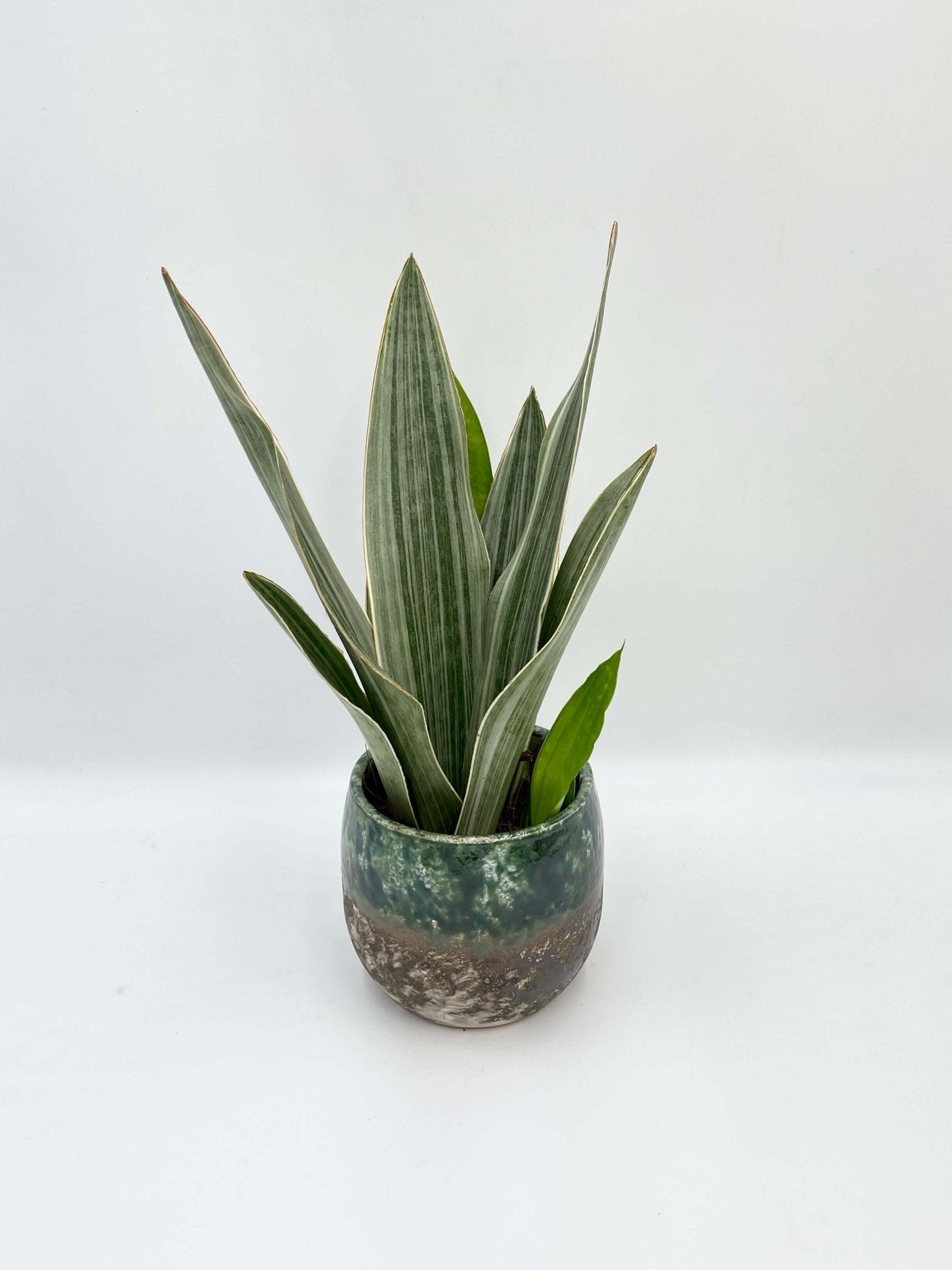 Sansevieria Trifasciata Metallica, Snake Plant, Low Maintenance Houseplant, Air purifying plant