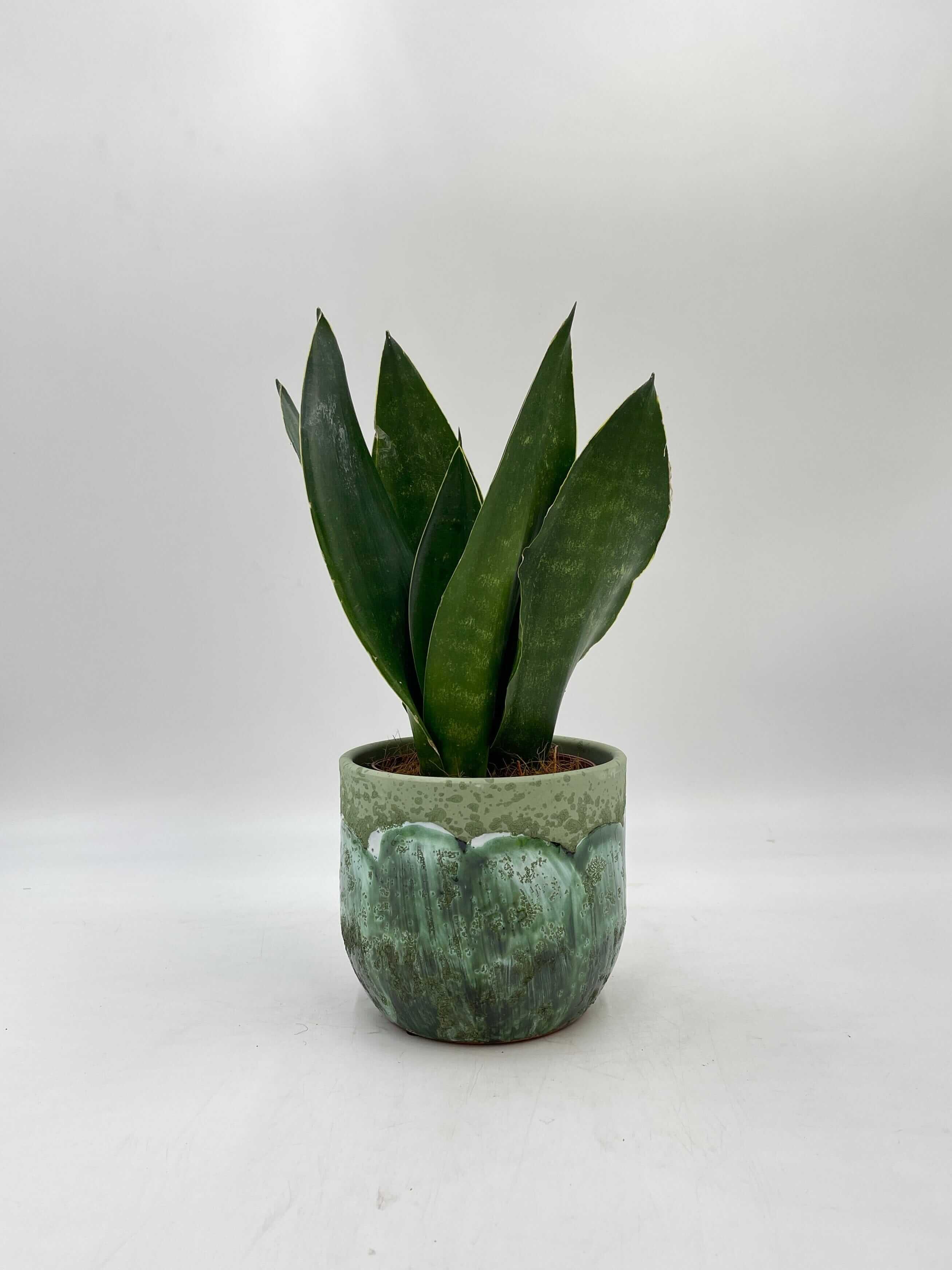 Sansevieria trifasciata, Snake Plant, Black Diamond