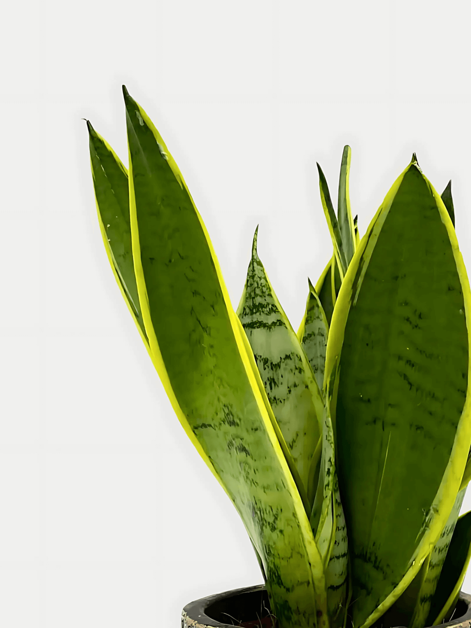 Sansevieria Trifasciata, Snow White, Easy Care Snake Plant, Air purifying plant